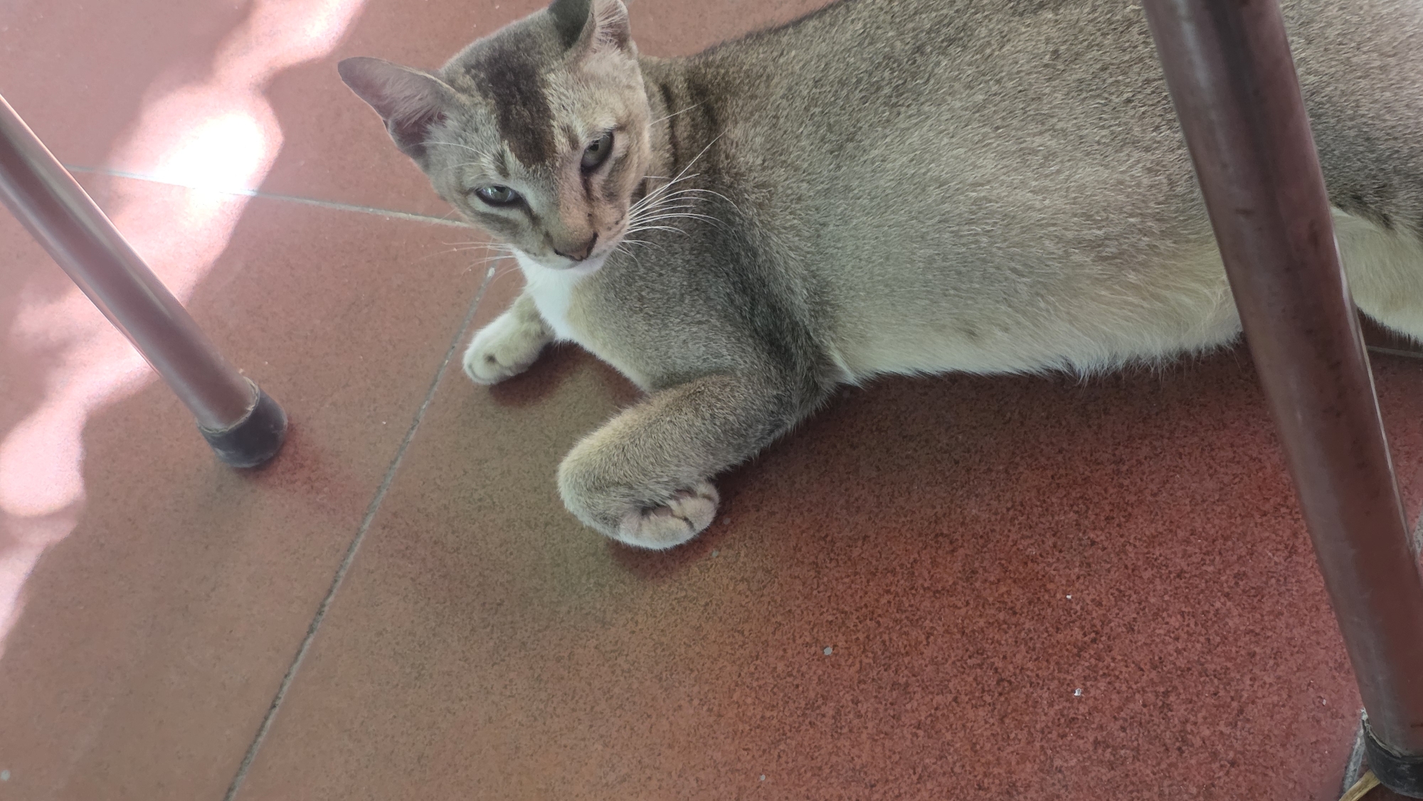 Location: Lhokseumawe, Indonesia.
A light brown cat with grey stripes on its head and white whiskers lies on a red tiled floor. The cat is positioned between two red chair legs. The floor tiles appear to be slightly worn and faded. The cat's body is angled towards the top right of the image, while its head is turned towards the left, looking slightly downward.