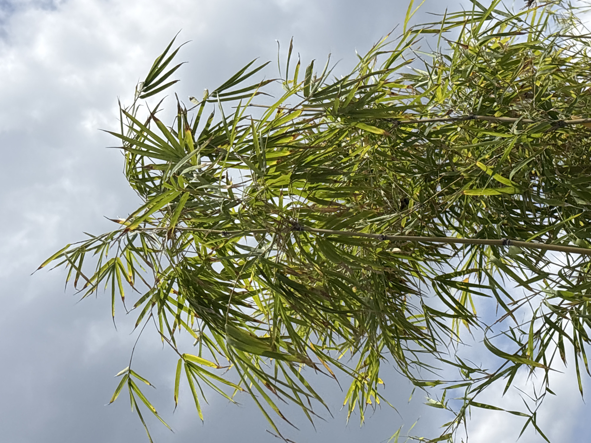 The image depicts bamboo leaves and stems against a cloudy sky. The leaves are mostly green, with some showing yellowing tips. The branches are thin and numerous, creating a dense network. The cloudy sky is visible through the foliage. The image was taken in Mengwi, Indonesia.