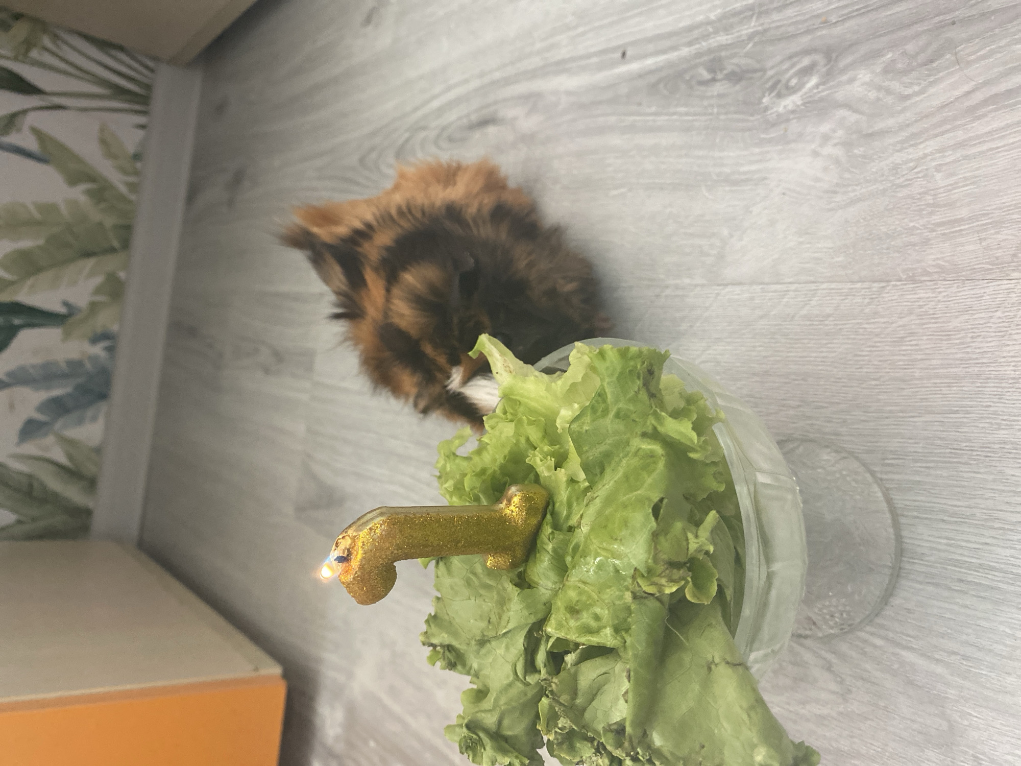 A golden, glittery birthday candle shaped like the number "1" is lit and stuck into a pile of fresh green lettuce leaves. The lettuce is contained within a clear glass bowl with a decorative base. To the right of the bowl, a small, fluffy guinea pig with reddish-brown and black fur is partially visible, facing away from the camera and towards the candle. The guinea pig appears to be a pet. The scene is set on a light-colored wooden floor. In the background, a wall with a floral pattern featuring green and blue foliage is visible. To the left of the frame, a portion of a light-colored cabinet with an orange door is present. The lighting suggests an indoor setting. The location is not specified as Blagoevgrad, Bulgaria.