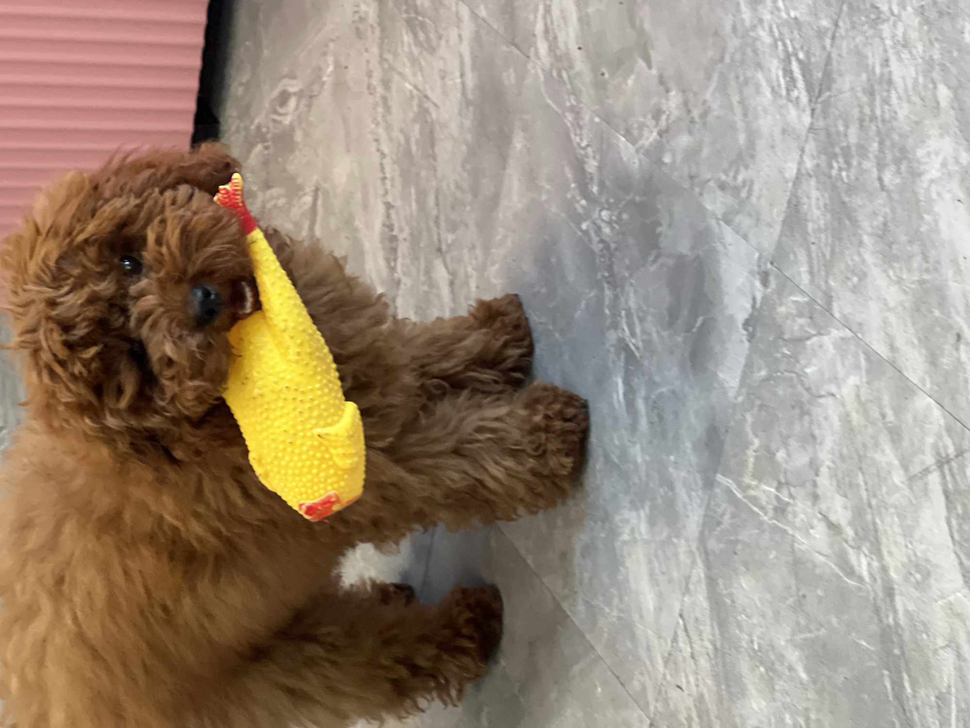 A small, fluffy, brown poodle stands indoors, holding a yellow squeaky toy chicken in its mouth. The dog's fur is curly and appears to be well-groomed. The toy chicken is bright yellow with red accents on its beak and feet. The background consists of a light gray, marble-patterned floor and a pink, slatted wall. The lighting is bright, suggesting an indoor environment. The dog's expression is playful, with its mouth open and the toy firmly grasped. The overall scene depicts a pet enjoying a toy indoors. The location is Unknown, Unknown.
