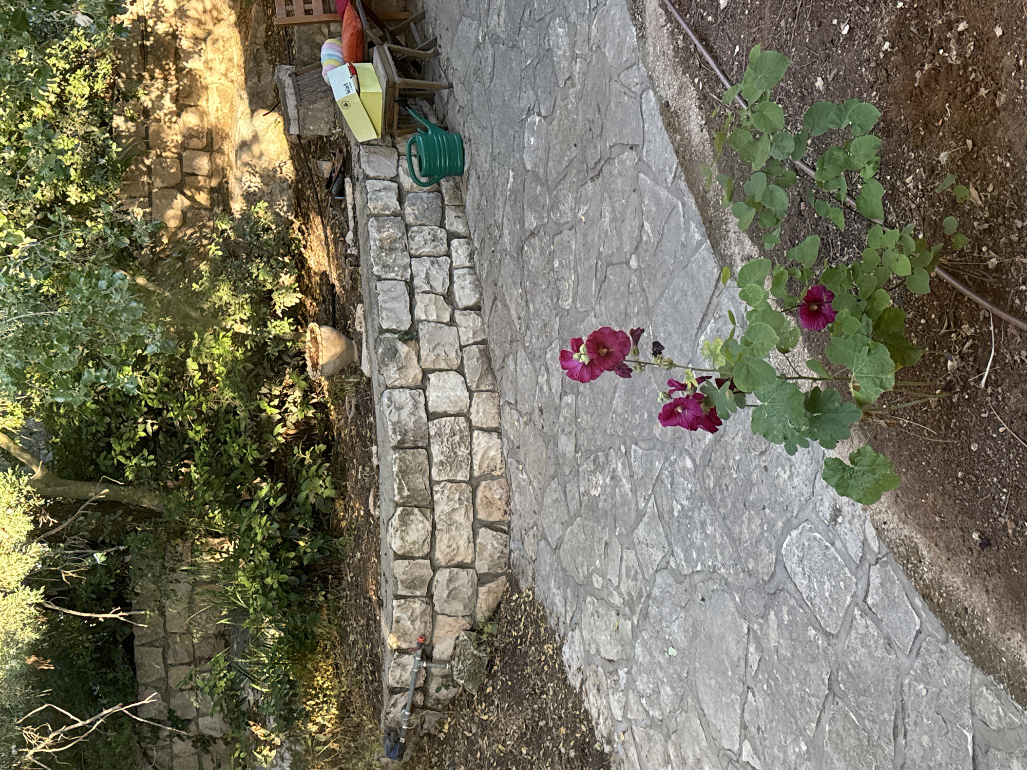 The image displays an outdoor garden area located in Kfar Vradim, Israel. In the foreground, dark brown soil with scattered dry leaves and a black drip irrigation line are visible. A plant with multiple large green leaves and several deep pink-purple flowers stands centrally. Adjacent to the soil on the left is a light grey flagstone patio, composed of irregularly shaped stones with visible mortar. This patio abuts a curved retaining wall constructed from light-colored, rough-hewn stone blocks. Attached to the top of this lower wall, on the left, is a grey metal pipe system with a red valve and a blue component. On the patio, to the right of the flowering plant, a green plastic watering can rests on the flagstones. Further right, a small dark wooden stool supports a yellow shoebox, on top of which a coiled, multi-colored object (white, pink, blue, yellow) is placed. A portion of a wooden chair with red cushions is visible at the far right edge of the frame. In the background, behind the lower retaining wall, another stone wall supports a higher terrace. This upper terrace is densely vegetated with various green bushes and trees. Sunlight illuminates the scene, casting prominent shadows from the foliage and structures onto the stone walls and ground. A light-colored ceramic pot is partially visible on the upper terrace, to the left of the dense foliage. No people are present in the image.