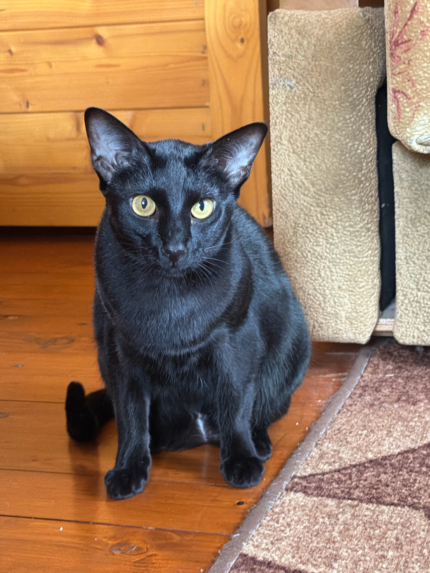 A sleek, black cat with piercing yellow eyes sits alertly on a polished wooden floor. Its ears are large and pointed, characteristic of breeds like the Oriental Shorthair. The cat is positioned in the center of the frame, facing directly towards the camera. To the right of the cat, a textured, neutral-colored upholstery or scratching post is visible. Behind the cat, a wooden wall with horizontal planks forms the backdrop. The lighting suggests an indoor environment, possibly a home. No people are present in the image. The location is not identifiable as Teterevo, Russia, as there are no specific landmarks or contextual clues to support this.