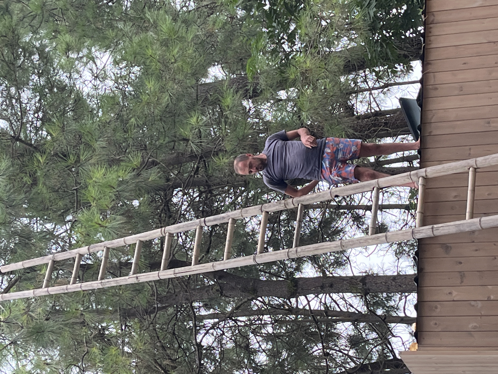 A man stands on a wooden fence, holding a bamboo ladder, with pine trees in the background, in Ureki, Georgia. The man is wearing a dark t-shirt and patterned shorts. The fence is made of vertical wooden planks, and the ladder is leaning against the fence and extending upwards into the trees. The sky is visible through the branches of the pine trees.