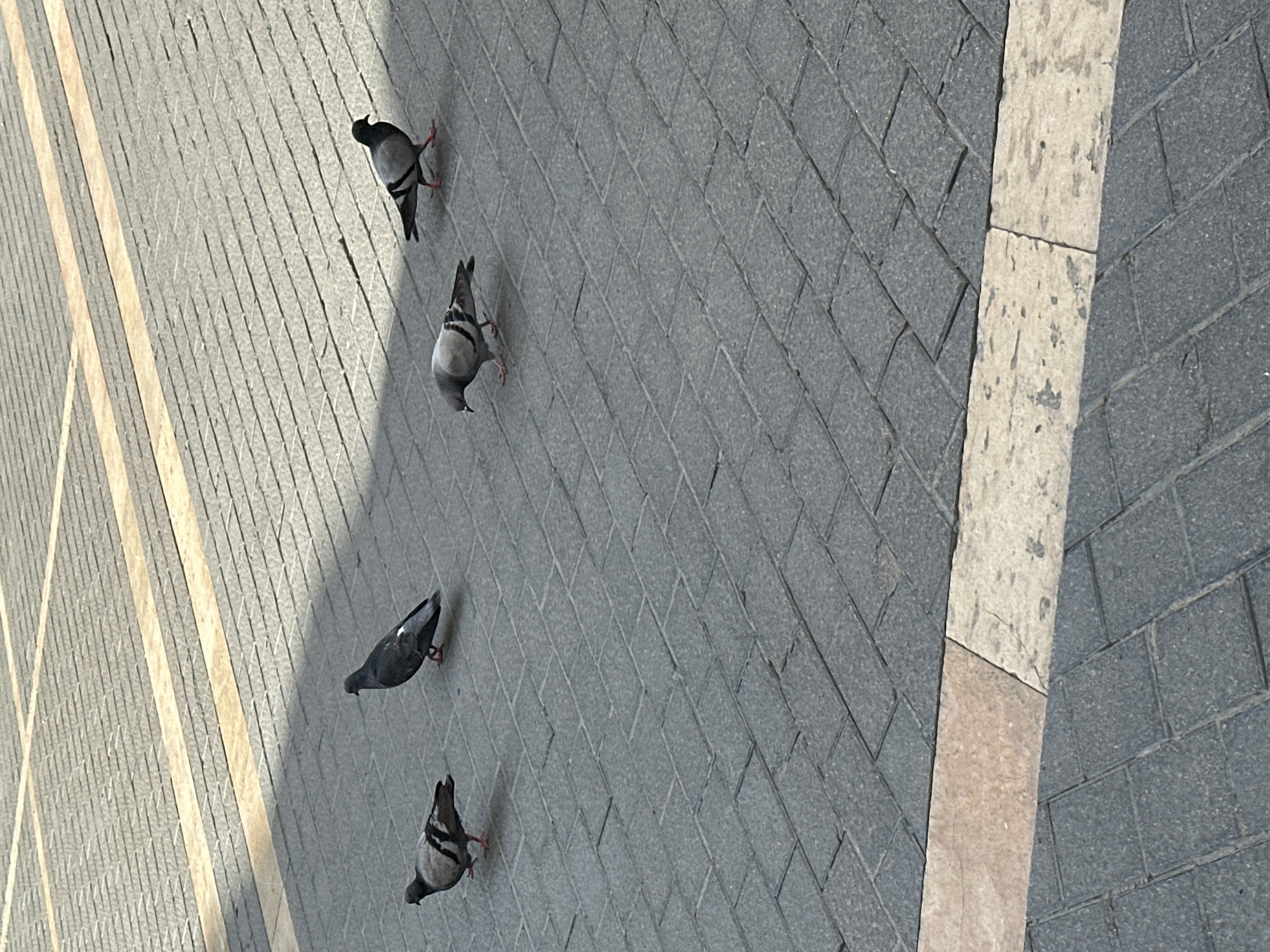 Four pigeons are standing on a brick-paved surface in Sant Feliu De Guíxols, Spain. The brick pattern is angled, creating a visual effect of depth. To the left, light-colored stone lines run parallel to the paved surface. To the right, a section of contrasting, darker brick is visible. The pigeons are spaced apart, facing in the same direction.
