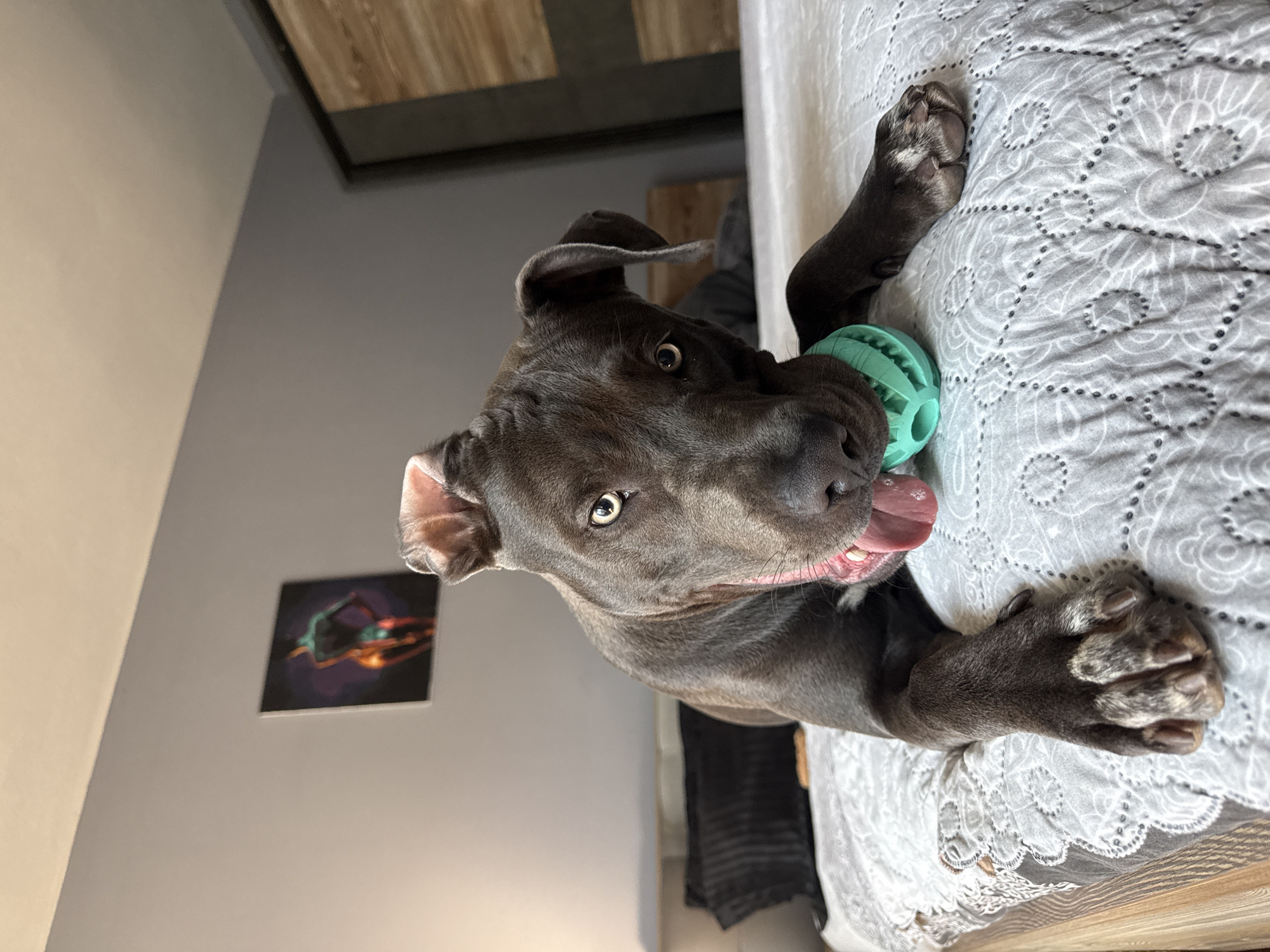 A dark-colored dog with a teal toy in its mouth lies on a bed. The dog is on a white comforter with a lace trim. In the background, a gray wall with a framed picture of a person is visible. The picture is of a figure with a dark torso and legs, with neon green and orange accents. A wooden closet door is also visible on the right side of the image. The scene appears to be indoors, possibly in a bedroom. There is no information available to suggest this image is related to the city of Varna, Bulgaria.