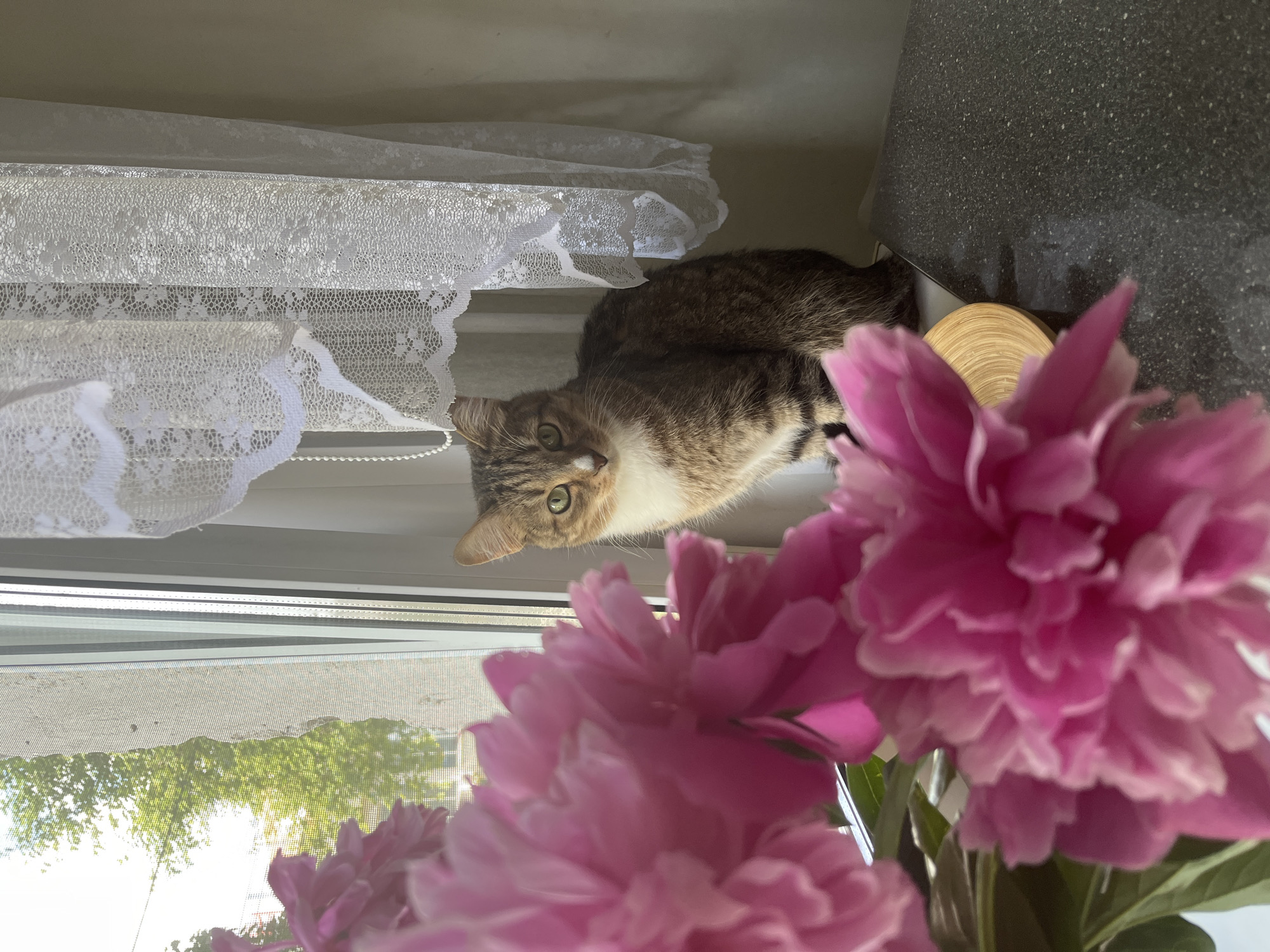 A medium shot, eye-level, horizontal photograph shows a tabby cat with green eyes and white chest fur sitting on a windowsill next to a sheer white lace curtain. The cat is looking directly at the camera. In the foreground, out of focus, are several large pink peonies. Behind the cat, through a window, are green trees and bright sunlight. The setting appears to be an interior space with a window.