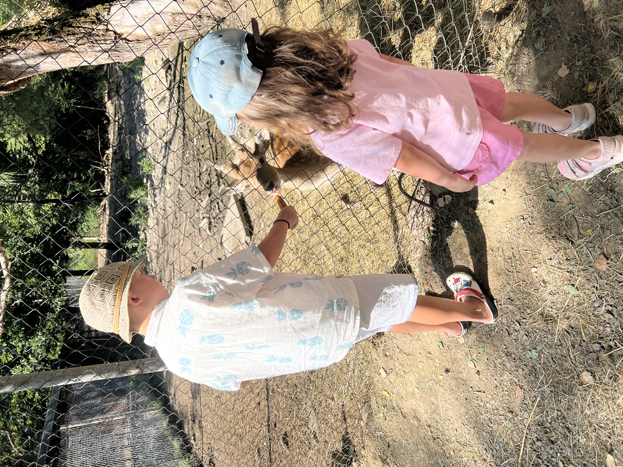 In Holubyne, Ukraine, two children, a boy and a girl, are feeding a small antelope through a wire fence. The boy, wearing a straw hat and a white shirt with blue pineapple prints, offers a carrot. The girl, with long blonde hair and wearing a blue baseball cap and pink t-shirt and shorts, stands next to him. The enclosure is dusty and appears to be an outdoor animal habitat with trees and vegetation visible in the background. The lighting suggests it is daytime, with sunlight casting shadows on the ground.