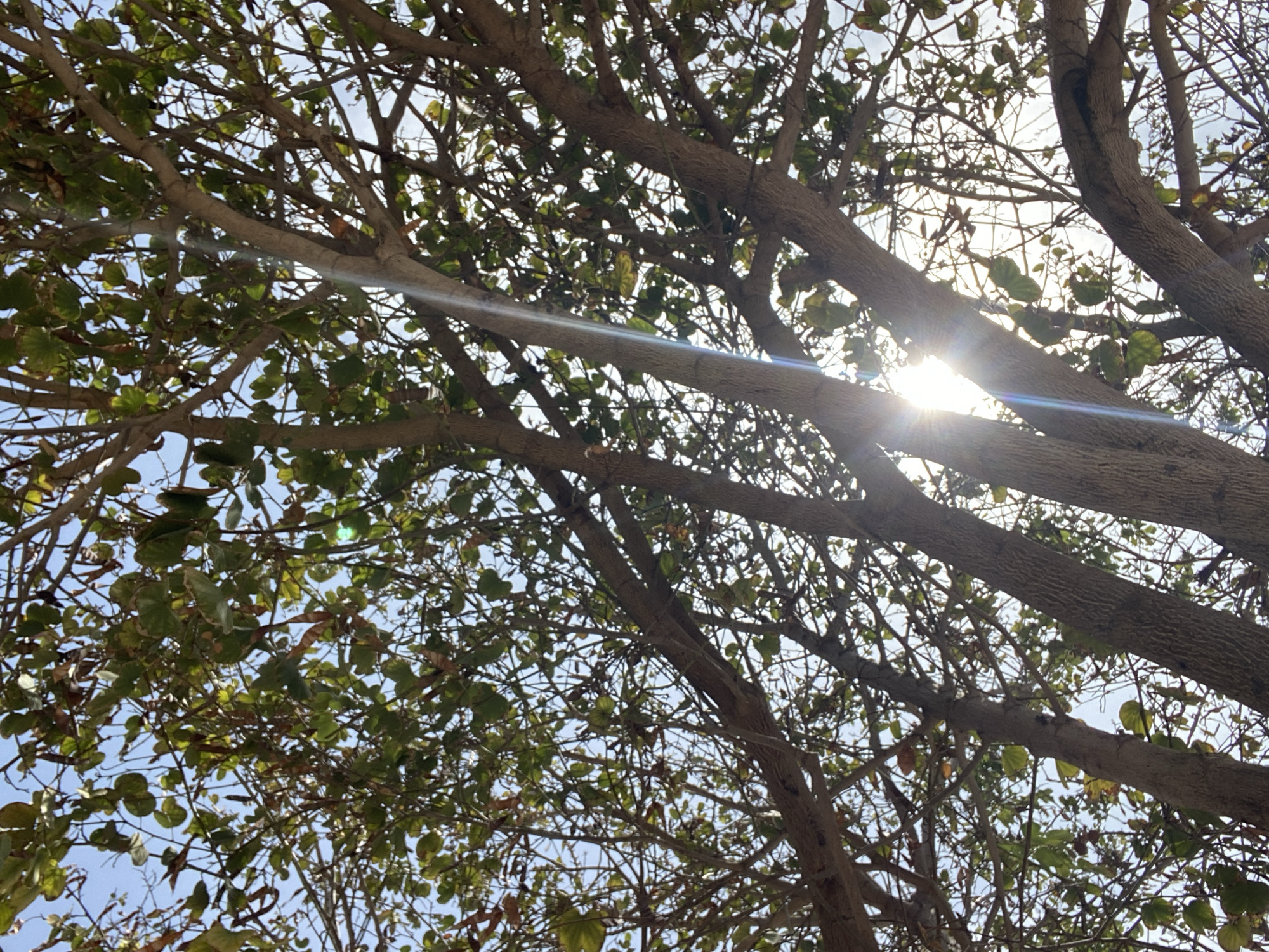 This image depicts the underside of a tree canopy in Agadir, Morocco. Numerous thick, textured tree trunks and branches extend across the frame, forming a dense network. The foliage consists of green leaves, some showing signs of desiccation or browning, interspersed with numerous bare twigs and several elongated, dark seed pods. The sun is directly visible in the lower right portion of the frame, generating a prominent lens flare that streaks diagonally upwards and to the left, creating bright light effects and strong backlighting on the leaves and branches. The sky, visible through the gaps in the canopy, is clear and light blue. The scene is a natural outdoor environment, devoid of human presence, animals, or artificial structures.