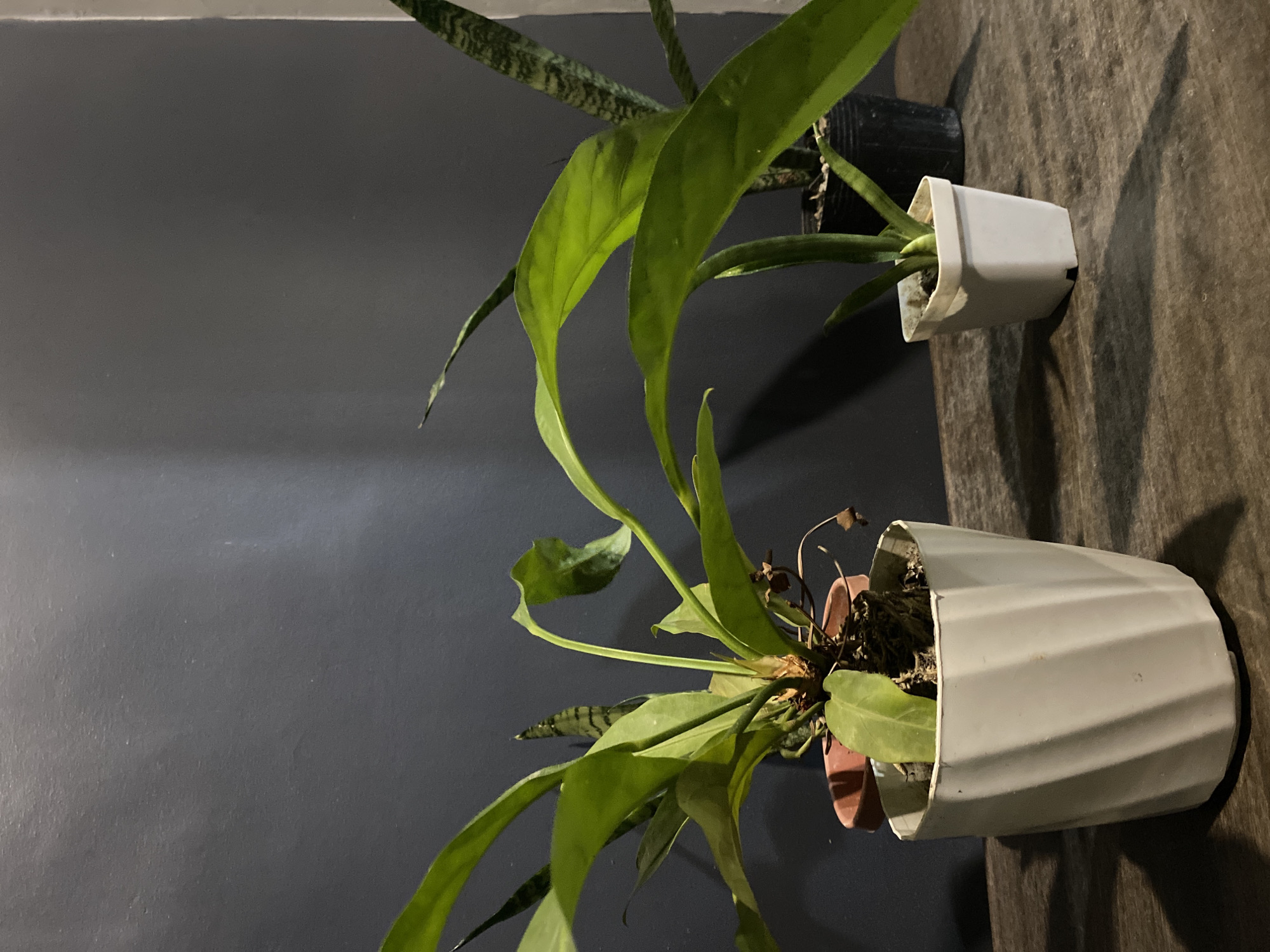 This image, presented as being located in Davao City, Philippines, shows three potted plants arranged on a textured wooden surface against a plain, dark gray wall. On the left, a large plant with broad, vibrant green leaves stands in a white, fluted cylindrical pot; a smaller, reddish-brown terracotta pot is partially visible behind it. In the center-right, a smaller plant with compact green leaves is contained within a white square pot. To the far right, a tall snake plant (Sansevieria trifasciata) with distinctive patterned green and dark green leaves is positioned in a black cylindrical pot. The wooden surface below the plants features a visible grain and subtle imperfections. The dark gray wall exhibits minor textural variations. The scene is illuminated from the left, casting prominent shadows of the pots and plants across the wooden surface. No people are present.