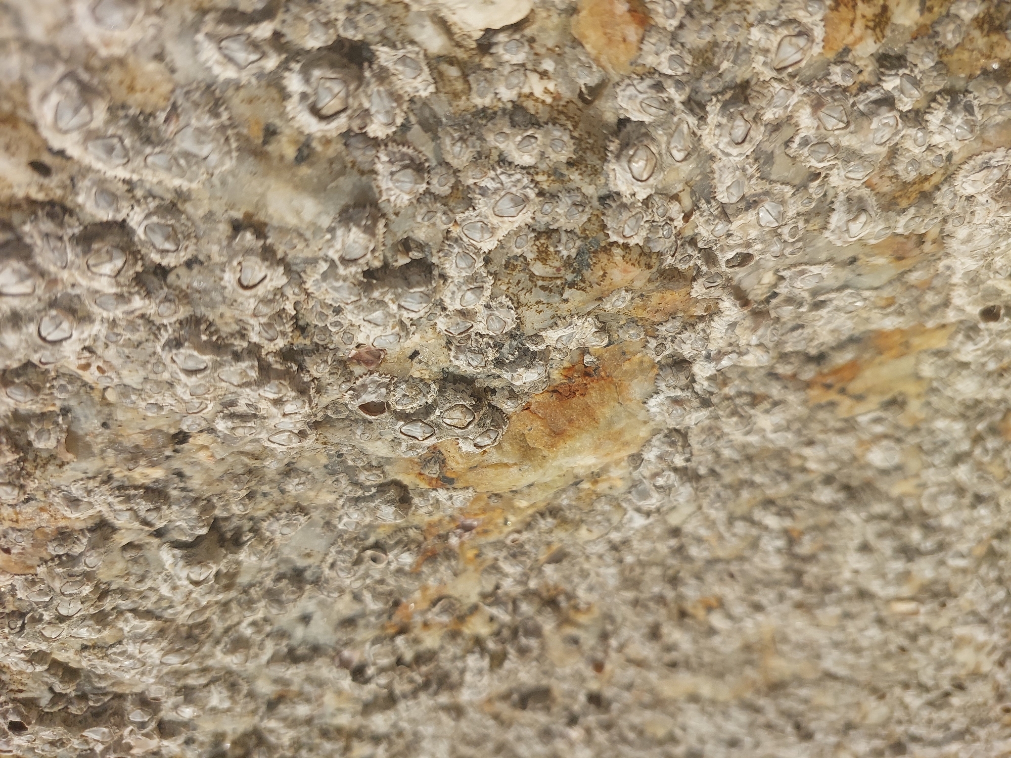 The image displays a close-up, oblique view of a textured surface covered in numerous small, conical barnacles. The barnacles are predominantly white and grey, with some appearing slightly translucent or wet. They are densely clustered together, forming a rough, uneven layer over what appears to be a rock or concrete substrate. The substrate itself is a mixture of earthy tones, with patches of tan, brown, and grey visible beneath and between the barnacles. In some areas, particularly towards the left and center of the image, there are distinct reddish-brown streaks and splotches, suggesting mineral deposits or rust. The lighting casts subtle shadows, highlighting the three-dimensional quality of the barnacle shells and the irregularities of the surface. The scene is devoid of any human presence or activity. The image is taken in Baan Chaweng Noi, Thailand, and is representative of the natural elements found along its coastline or in proximity to the sea.