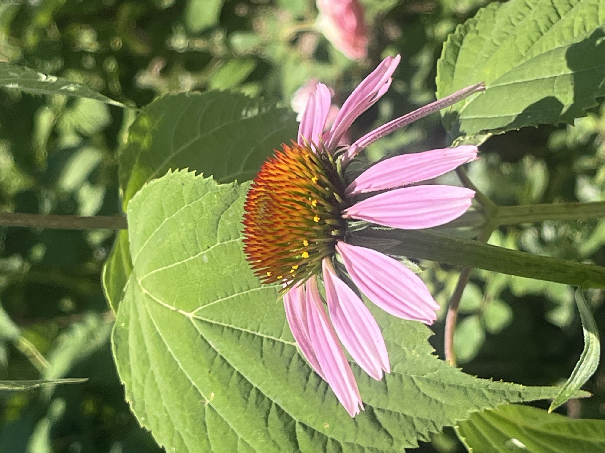 A close-up shot of a pink coneflower, also known as Echinacea, is the central focus of this image. The flower's petals are a vibrant pink, gracefully drooping downwards. The flower's center is a prominent, spiky cone with hues of orange and red, dotted with small yellow pollen. Surrounding the coneflower are large, green leaves with prominent veins. The background is a blur of green foliage, suggesting a natural outdoor environment. The image appears to be taken in a garden or park setting. There is no indication of the city of Tikhoretsk, Russia, or any specific location within it. The scene is static, with no discernible actions or interactions taking place.