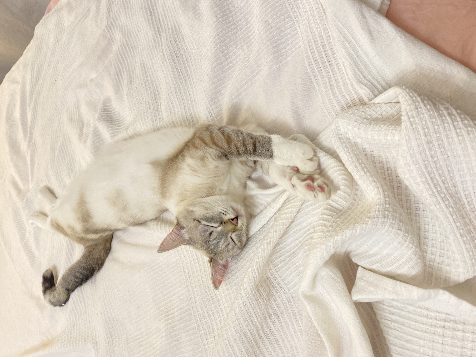 An adorable lynx point cat, with light cream fur and subtle tabby markings on its face, legs, and tail, is captured peacefully sleeping on a white, textured blanket. The cat is lying on its back, slightly curled, with its eyes gently closed and a faint smile on its face, suggesting deep comfort and relaxation. Its front paws are softly curled, revealing delicate pink paw pads. A section of its striped tail and back legs are visible against the white fabric. The bedding appears to be made of a crinkled or subtly ribbed material, adding to the cozy aesthetic. In the background, a hint of a soft pinkish surface is visible, possibly another layer of bedding. The scene evokes a sense of serenity and warmth, likely taking place indoors, perhaps in a bedroom in Yekaterinburg, Russia, during a quiet moment. No visible text is present in the image.