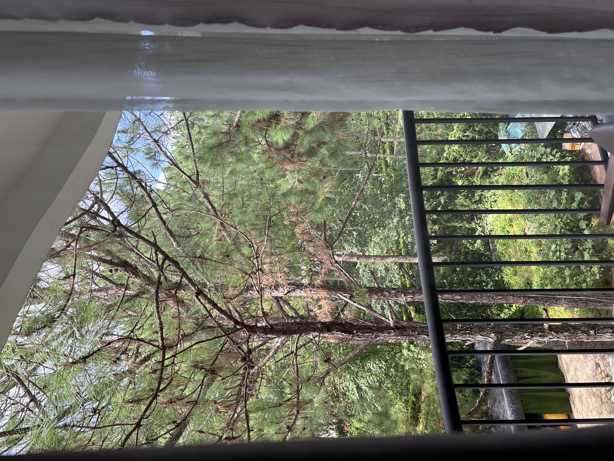 This image depicts a view from a balcony overlooking a dense pine forest in Da Lat, Vietnam. The foreground features a black metal railing, with a portion of a sheer white curtain visible on the right side. Beyond the railing, pine trees with textured bark and green needles dominate the scene. Sunlight filters through the branches, illuminating the lush undergrowth of green foliage and scattered yellow flowers. In the background, hints of man-made structures, including a dark-colored roof and a turquoise umbrella, are visible amidst the trees. The sky above is a clear blue.