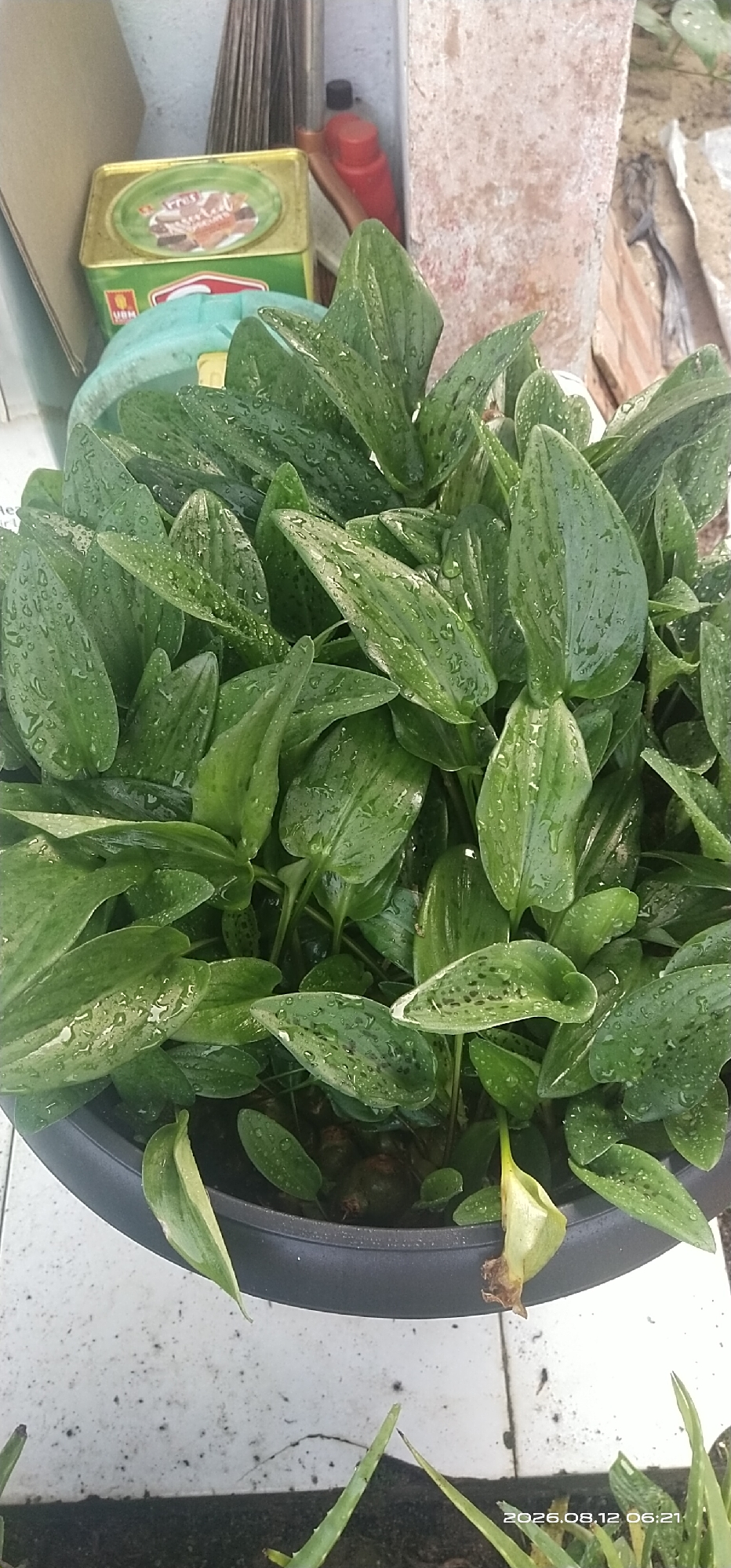 A close-up, vertical, eye-level shot shows a potted plant with large, glossy green leaves covered in water droplets. The plant is in a dark gray pot, which is situated on a white tiled surface. Behind the plant, to the left, is a yellow metal tin with a circular label and red lettering. To the right of the tin, a red plastic bottle with a black cap is visible, leaning against a light brown, textured surface that appears to be a wall or pillar. The background is somewhat blurry, with hints of other objects and a vertical element resembling brooms. The lighting suggests an outdoor setting, possibly on a patio or garden area. The timestamp "2026.08.12 06:21" is visible in the bottom right corner, indicating the date and time the photo was taken. The location is identified as Matabu, Indonesia.