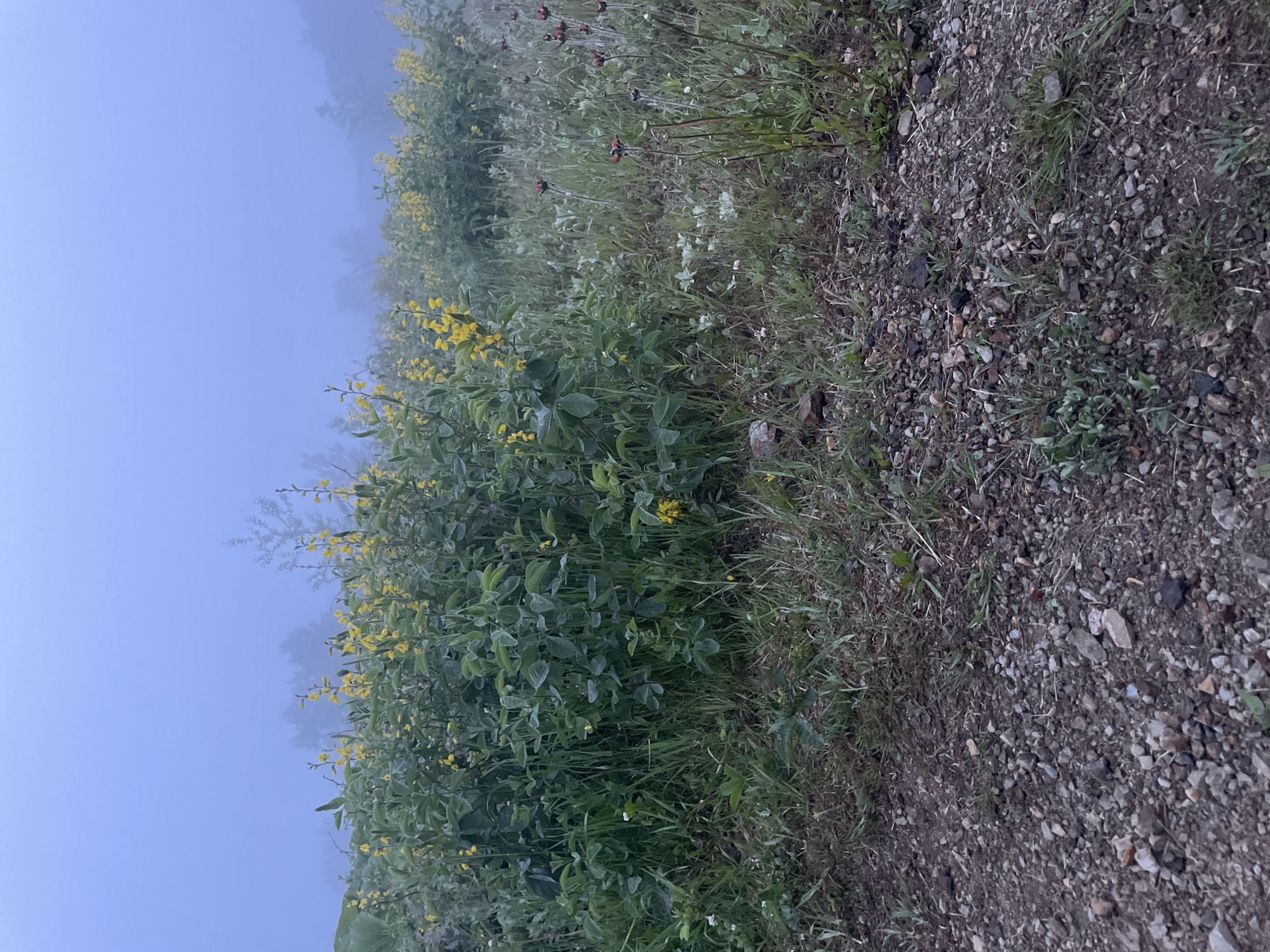 The image depicts a natural scene characterized by a roadside with lush vegetation and a clear, misty sky. The foreground is divided into two distinct textures: on the right, a gravelly, earthy ground with scattered small stones and sparse green weeds; on the left, a dense growth of vibrant green plants, some adorned with small yellow flowers and others with darker, berry-like buds. The plants create a rich, layered texture with varying shades of green foliage.
The background is dominated by a soft, hazy blue sky, suggesting either early morning or late evening, or perhaps foggy conditions. The mist obscures distant details, creating a gentle, ethereal atmosphere. The vegetation extends into the misty background, with hints of more yellow flowers visible through the haze. The overall mood is serene and tranquil, with the natural elements taking center stage. There are no people or man-made objects, except for the implied presence of a roadside implied by the ground texture. The time of day appears to be dawn or dusk due to the soft lighting and misty conditions. No text is visible in the image.