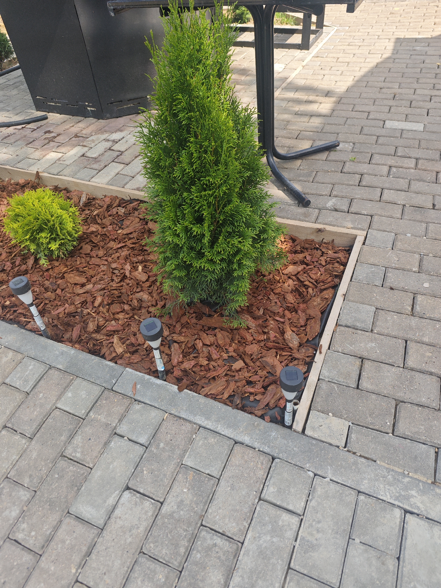 This is a medium-shot, eye-level, outdoor, daytime photograph of a landscaped area featuring a small garden bed with two conifer bushes and mulch, bordered by interlocking pavers. The garden bed is filled with reddish-brown bark mulch. A larger, conical evergreen tree stands in the center-right of the bed, with a smaller, rounded evergreen bush to its left. Two solar-powered garden lights, each with a black cap and silver pole, are planted in the mulch near the edge of the garden bed. The garden bed itself is framed by a wooden border, and adjacent to it is a pathway paved with rectangular, gray interlocking stones. In the background, a portion of a black metal table with a curved leg is visible, along with a black, large, rectangular object, possibly a trash receptacle or storage unit, on the left side of the frame. The ground is covered with these gray pavers extending into the background, with dappled sunlight creating shadows. The scene appears to be in a public outdoor space, such as a park, courtyard, or patio area. The location of Хлевино, Russia, is not discernible from the visual information within the image.