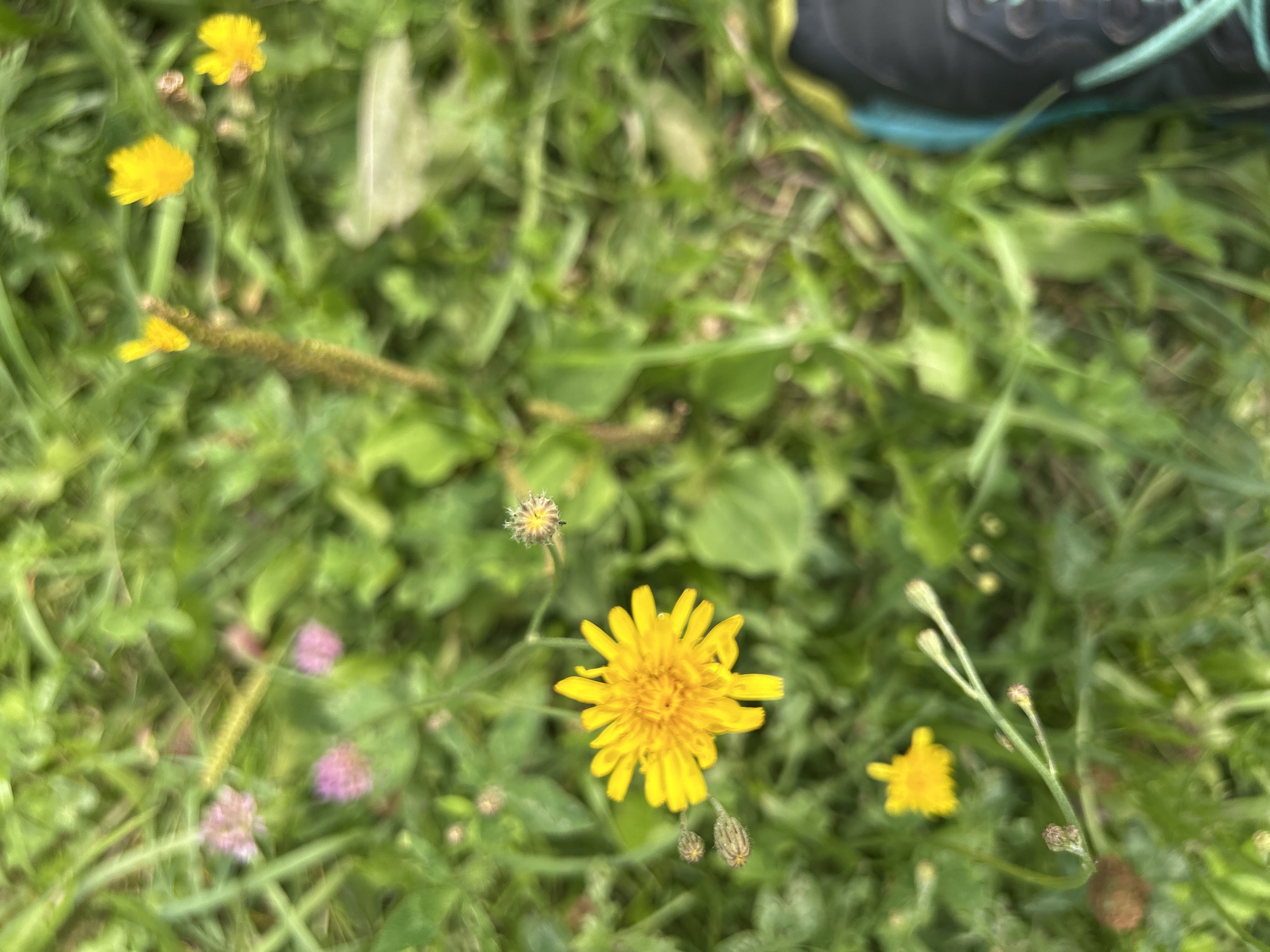 A close-up, high-angle shot displays a field of green grass with several yellow wildflowers. In the bottom right corner, the tip of a black and turquoise hiking boot is visible. In the foreground, a single yellow dandelion is in focus, with several smaller wildflowers and buds scattered throughout the background. The scene is natural and outdoors, with no indication of an urban environment or specific location within a city.