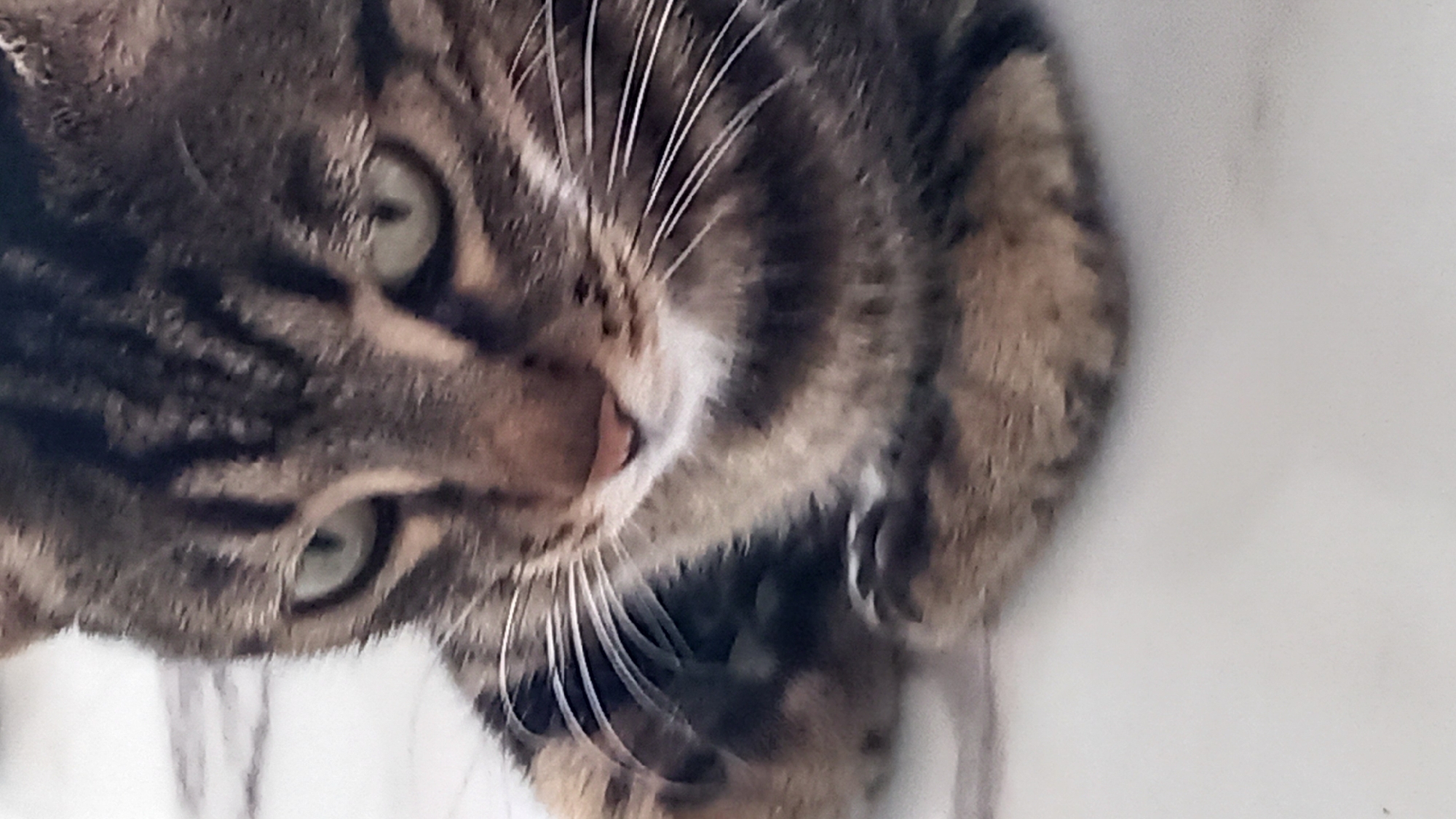 A close-up, slightly blurred photograph shows the face and front paws of a tabby cat. The cat has green eyes and is looking downwards. Its fur is a mix of brown, black, and tan stripes. The background appears to be a light-colored, possibly marbled surface. The location of this image is unknown, and no information is available regarding its presence in the city of Άγιος Νεκτάριος, Greece.