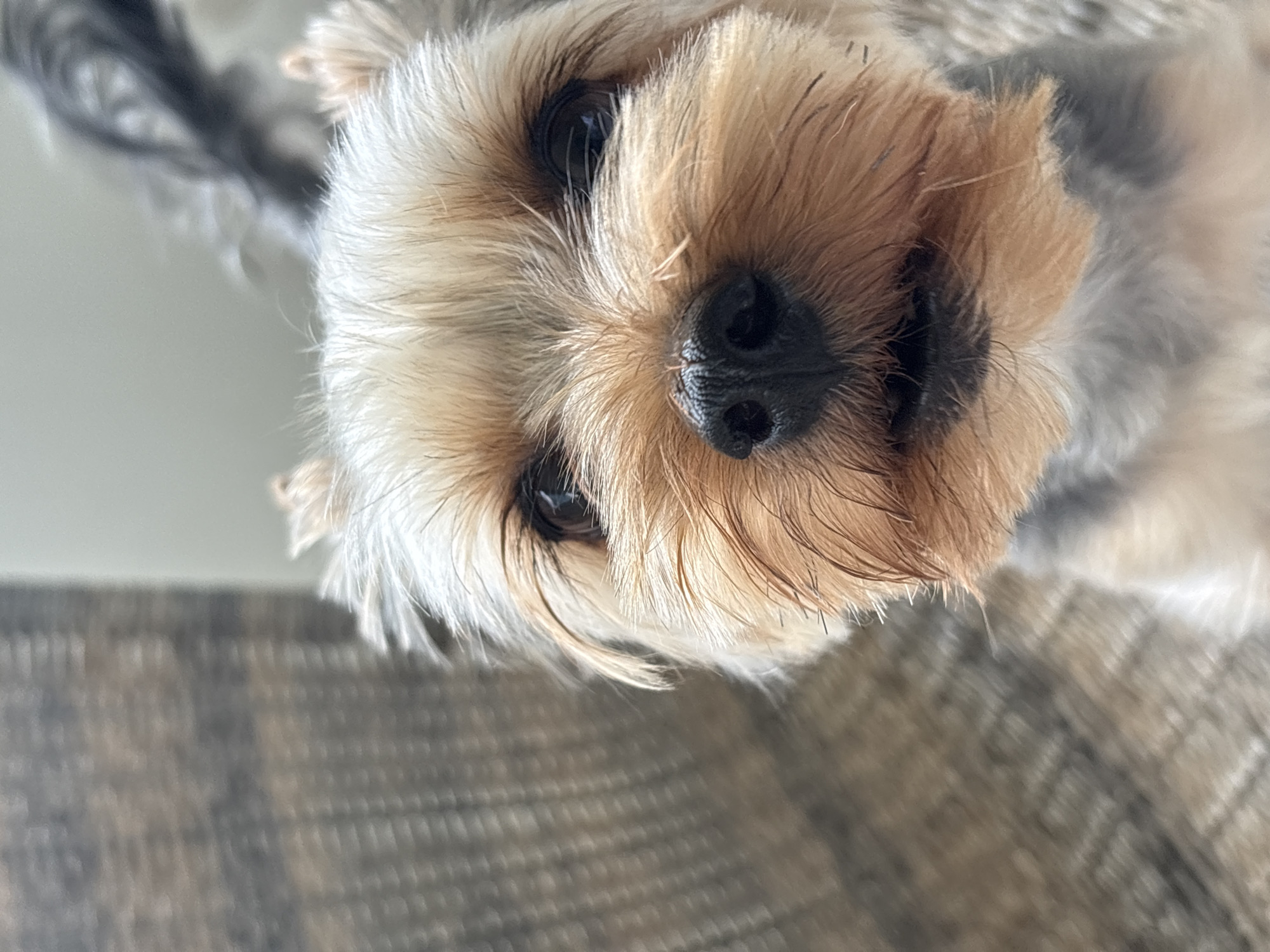 A close-up shot from below shows a small dog, likely a Yorkshire Terrier, with a tan and gray coat. The dog's face dominates the image, with its black nose and dark eyes prominently featured. The background includes a textured, gray surface. There is no information to suggest that the image was taken in the city of Plovdiv, Bulgaria.