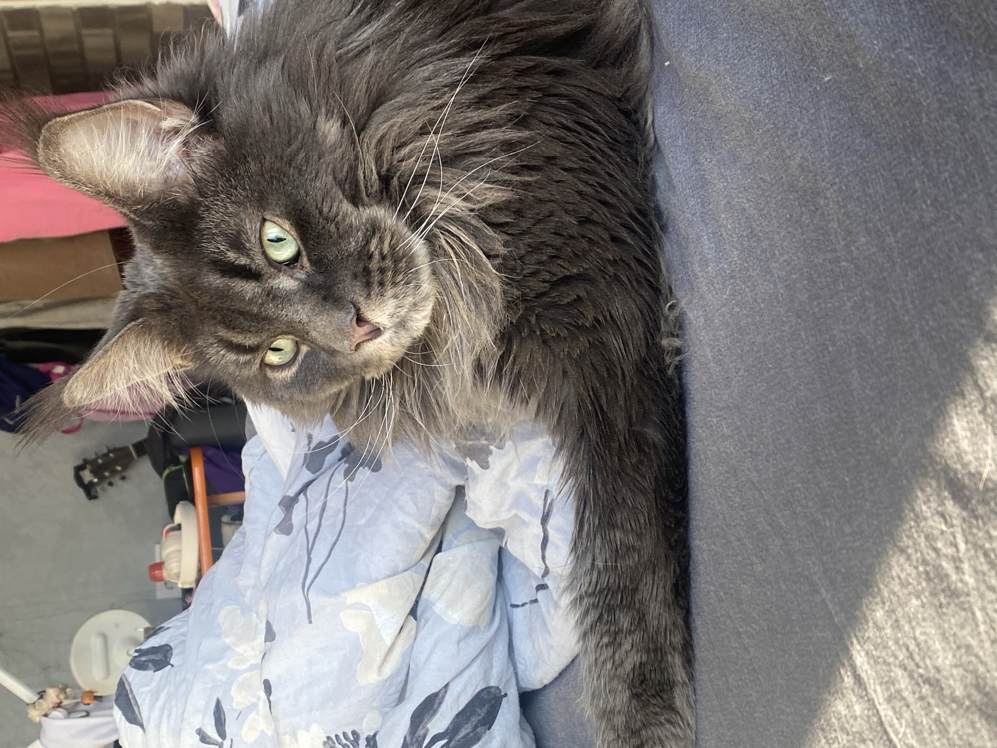 A gray, long-haired cat with green eyes is resting on a blue and white floral-patterned blanket. The cat is positioned on a gray surface, possibly a couch or bed. Background details include a portion of a guitar, a white fan, and miscellaneous items suggesting an indoor environment. The location is not specified and marked Unknown, Unknown.