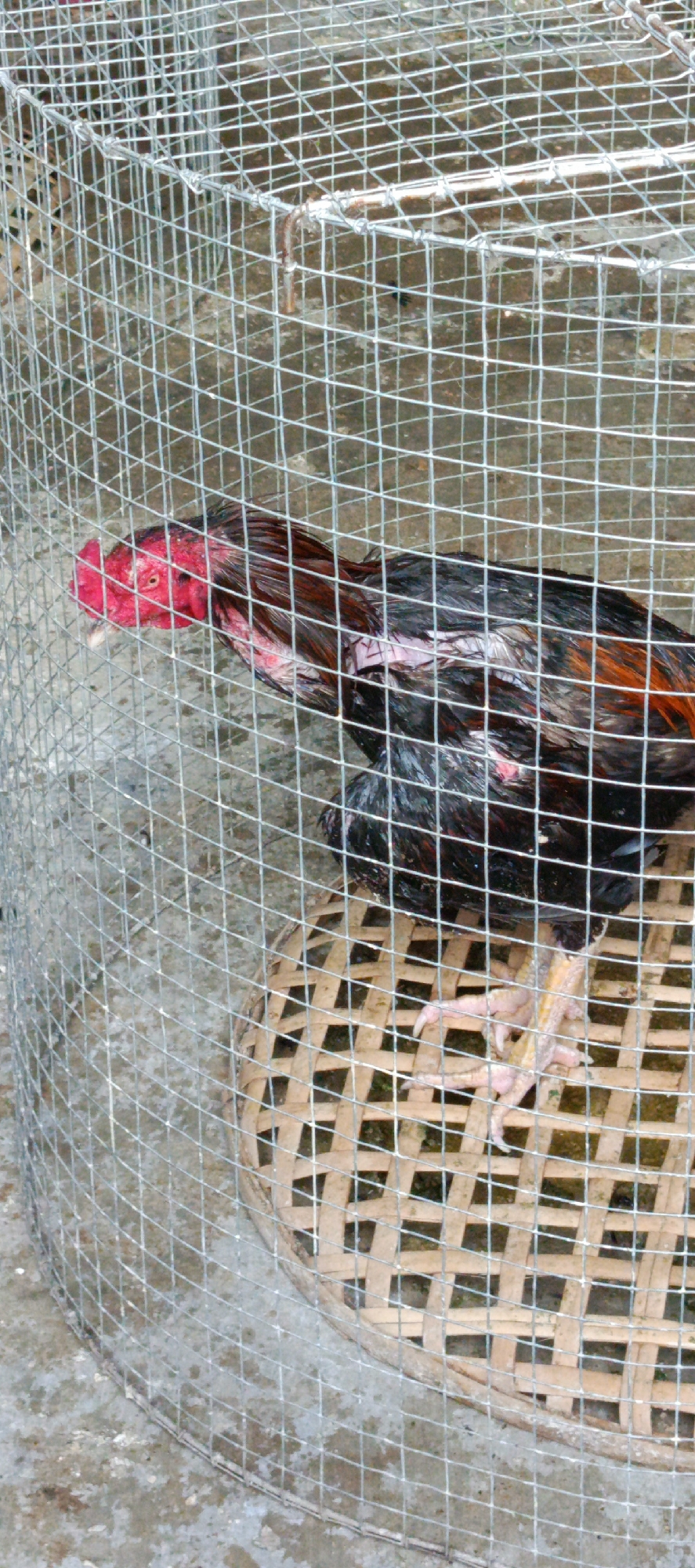 An Indonesian fighting cock with red wattles and comb, dark iridescent feathers, and yellow legs is standing on a woven bamboo perch inside a cylindrical wire cage. The cage is positioned on a concrete surface. The background is blurred and suggests an outdoor environment. The image is taken from a slightly elevated angle, focusing on the rooster.