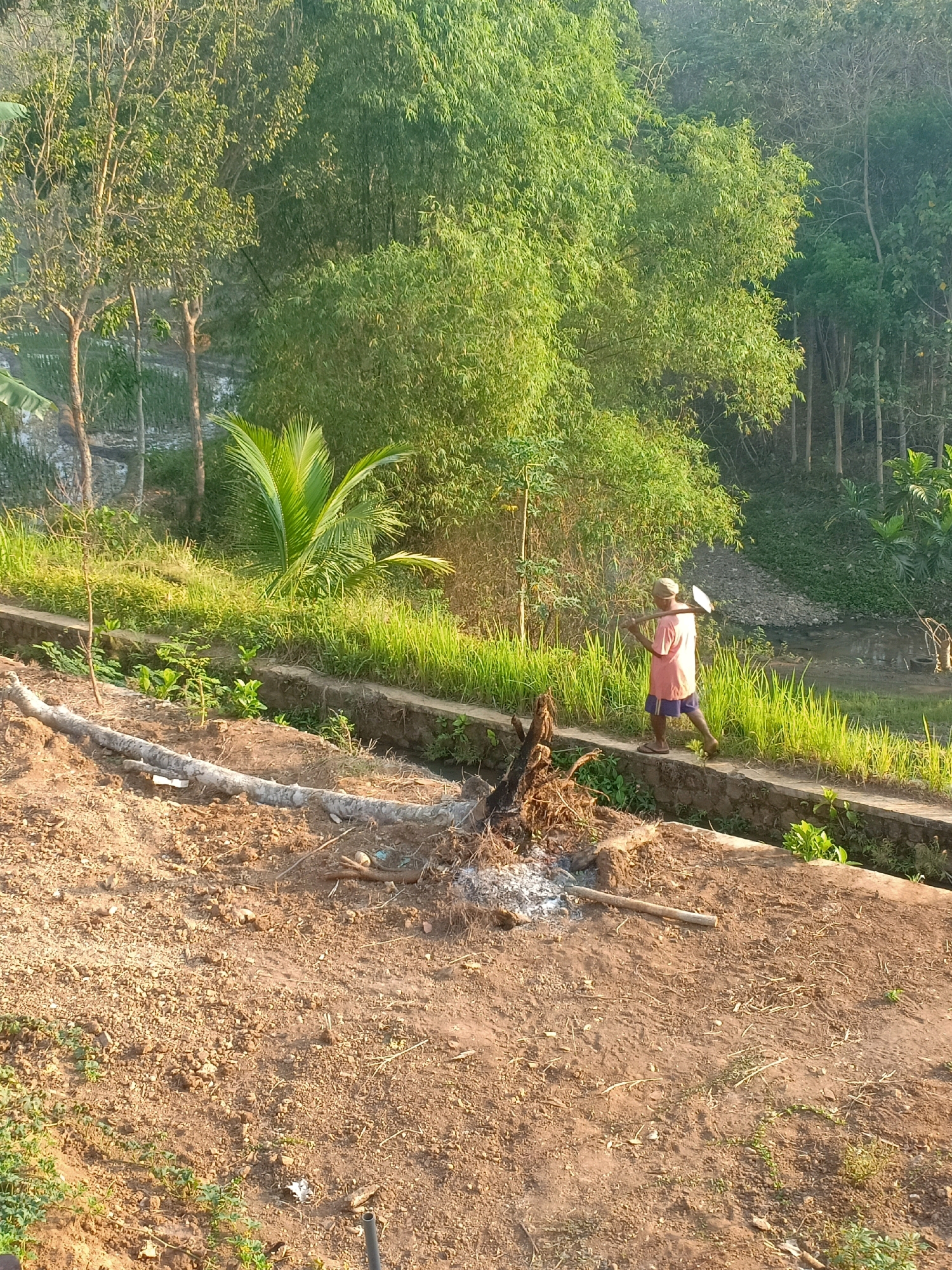 The image depicts a rural scene in Tasikhargo, Indonesia, with a person walking along a narrow concrete channel. The individual, wearing a pink t-shirt and blue shorts, carries a shovel over their shoulder. The surrounding environment is lush and green, characterized by dense foliage and trees. In the foreground, there is a cleared area with soil, debris from a fire, and a fallen log. The concrete channel appears to be a raised border or pathway, possibly for irrigation or drainage, bordered by green grass and various plants. In the background, more trees and vegetation are visible, suggesting a natural or agricultural setting.