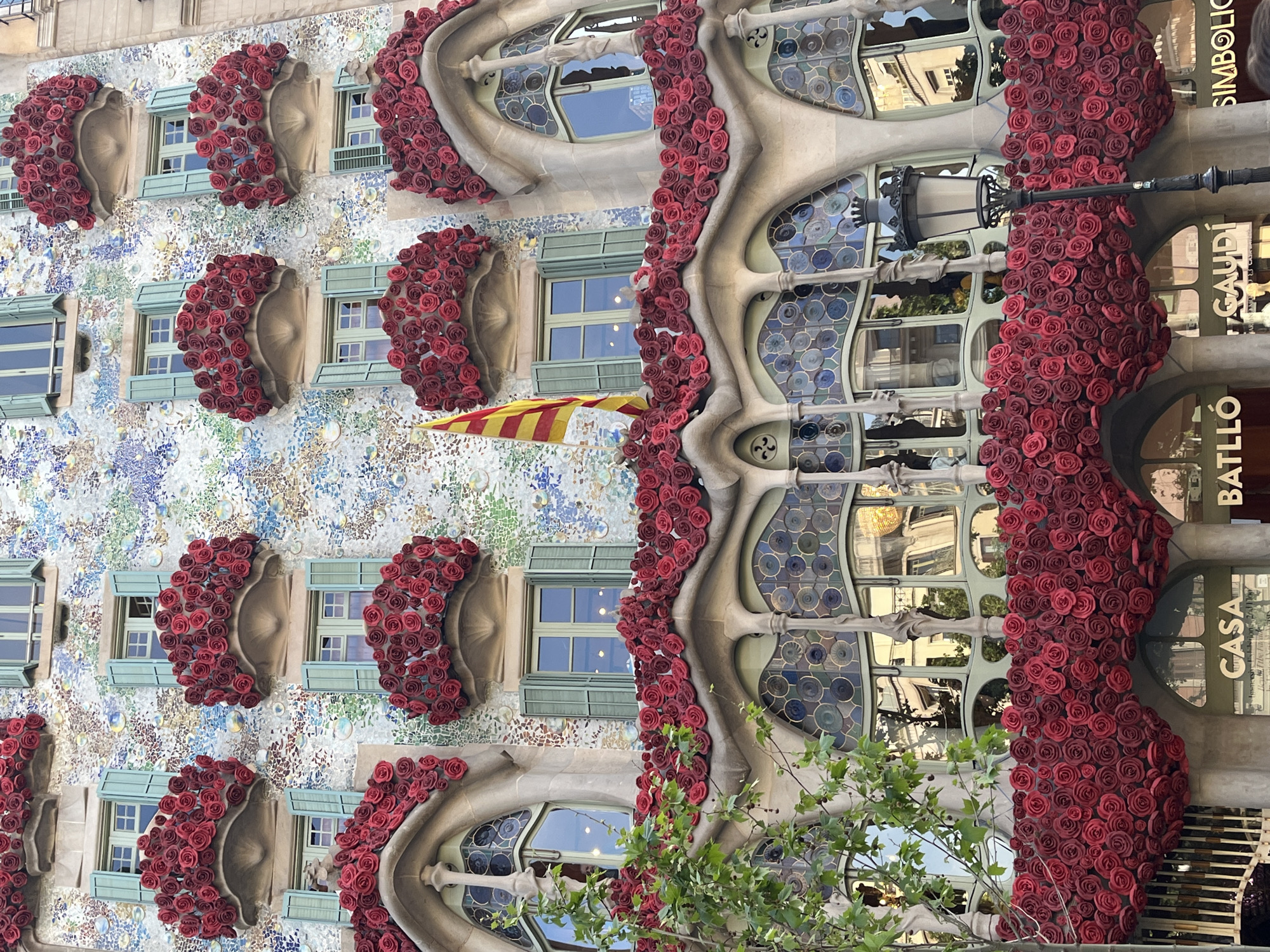 The image, presented rotated 90 degrees clockwise, captures the vibrant and unique facade of Casa Batlló, a famous Modernista building by Antoni Gaudí in Barcelona, Spain. The entire building is extensively adorned with thousands of artificial red roses, suggesting a special occasion like Sant Jordi's Day.
The facade exhibits two distinct architectural styles. On the left side (when viewed upright), the building is covered in a shimmering mosaic of multi-colored, iridescent tiles, resembling fish scales or a watery surface, predominantly in blues, greens, and creams. Set into this mosaic are several rectangular windows with light blue-green louvered shutters. Each of these windows features a small balcony-like projection below, and both the window frames and these projections are densely covered with the red roses. A yellow and red striped Catalan flag hangs from one of these windows.
Towards the center and right, the architecture transitions to Gaudí's more organic and sculptural style. Large, flowing, bone-like stone structures form intricate window frames and balconies. These elements are also heavily draped and interwoven with the red roses. The windows in this section are larger, featuring unique, irregular shapes and intricate stained-glass panels in shades of blue and gray, reflecting the surroundings. An ornate black street lamp extends from the facade in this area.
Green foliage from a tree is visible in the lower right portion of the image. The lighting indicates a bright, clear daytime setting. No people are visible.
Visible text on the lower part of the building includes "CASA BATLLÓ" and "GAUDÍ" in white lettering against a dark background, clearly identifying the landmark and its architect. Partially visible text above reads "SIMBÒLIC". The overwhelming presence of red roses creates a festive, artistic, and whimsical atmosphere, embodying the distinctive charm of Catalan Modernisme.