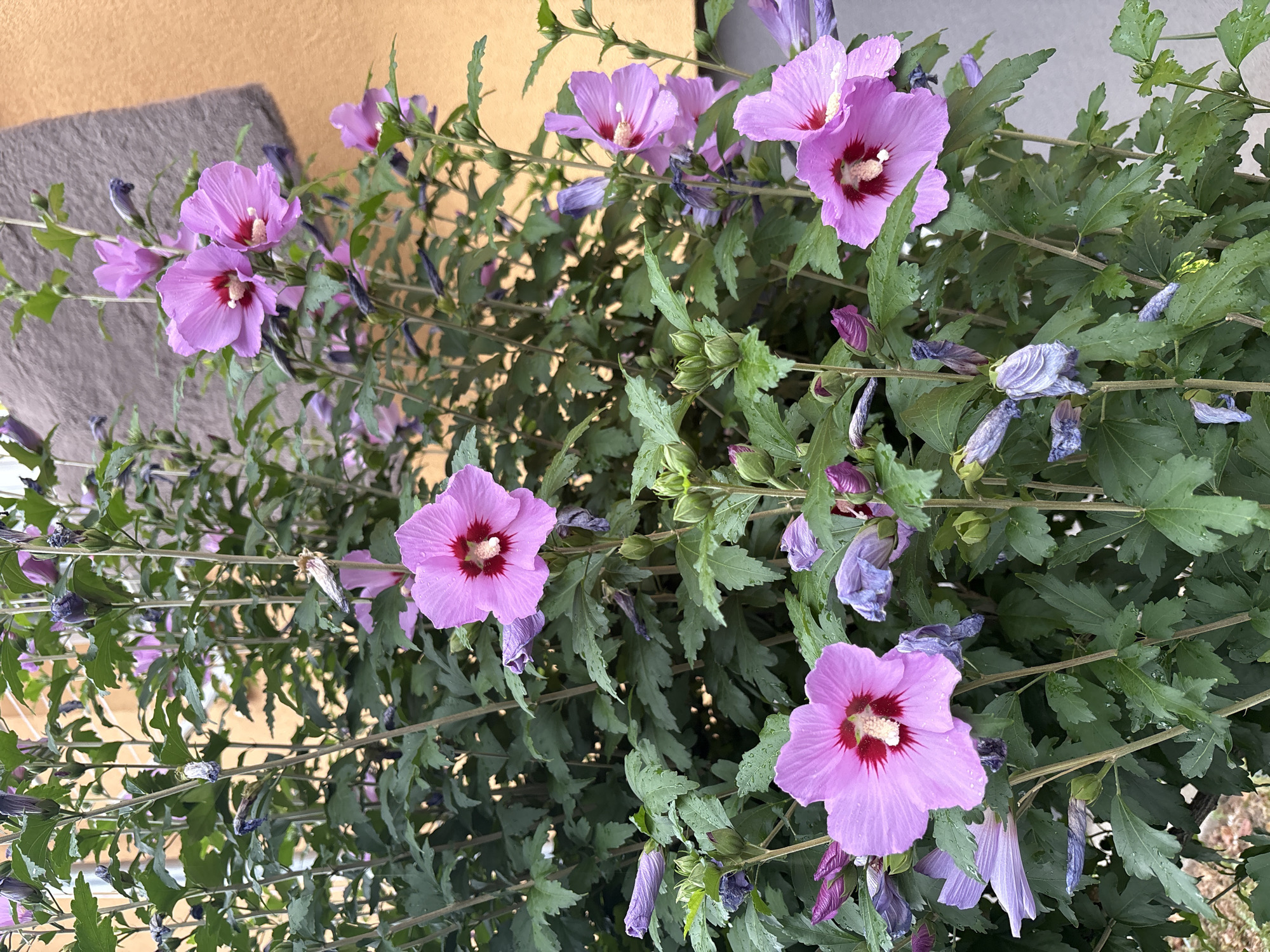 A close-up, eye-level shot captures a vibrant bush of blooming pink hibiscus flowers with deep red centers, set against a backdrop of lush green leaves. Several of the flowers are fully open, their delicate petals unfurling, while others are in bud stage, some appearing wilted and purple. The bush is positioned outdoors, with a textured, orange-toned wall visible in the upper right corner, suggesting an urban or suburban setting. The image is illuminated by natural light, and the presence of water droplets on the leaves indicates recent rain or dew. There are no people or animals visible in the scene.