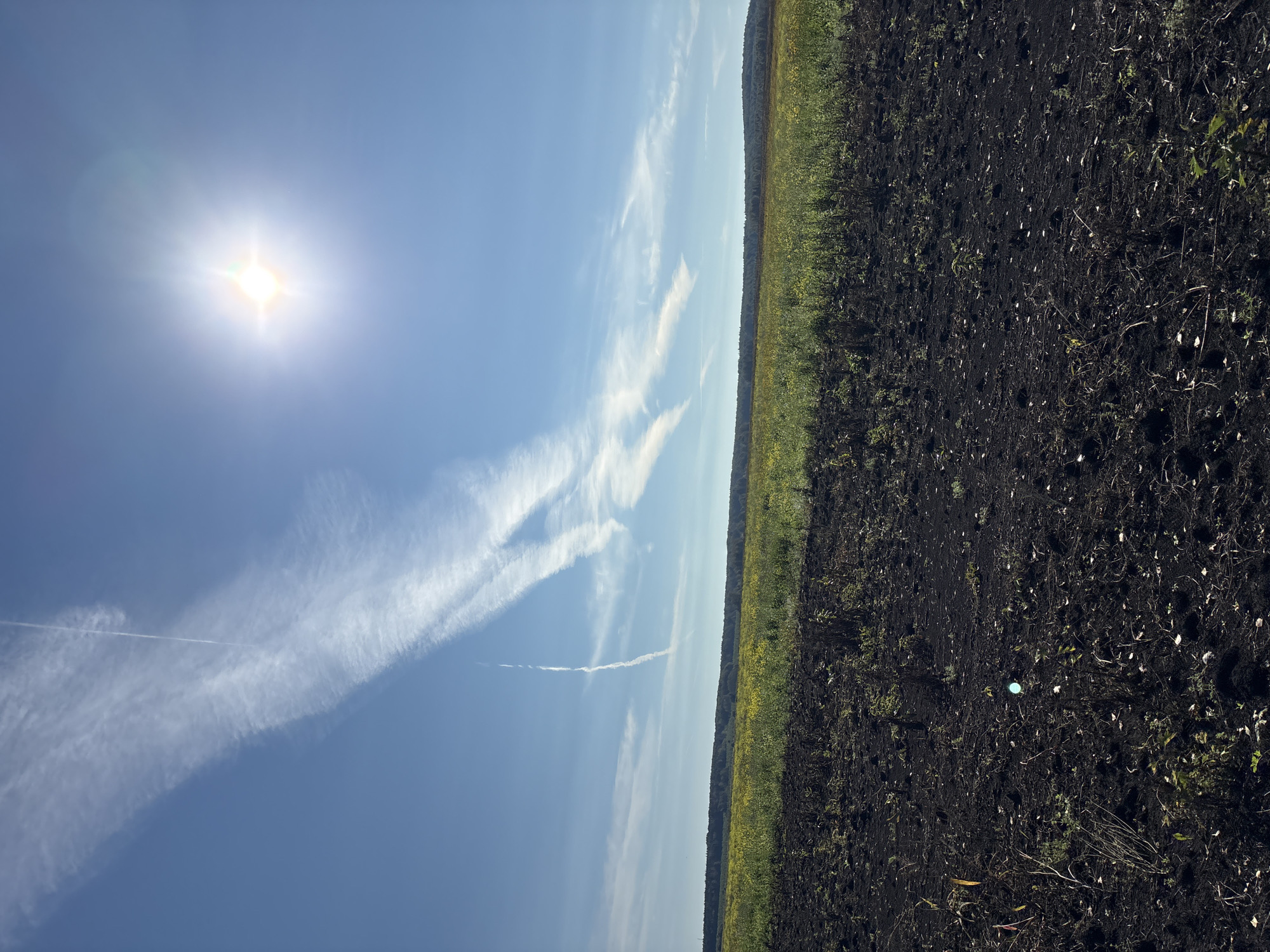 The image captures a rural landscape under a bright, sunny sky. In the foreground, a field of dark, freshly plowed soil is visible, with scattered dry vegetation and some emerging green shoots. Beyond this field, a vast expanse of yellow wildflowers stretches towards a tree line in the distance. The sky is a clear blue, dominated by a bright sun in the upper right quadrant, casting lens flares. Wispy white contrails from an aircraft streak across the sky, one of them forming a long, thin line, and several others fanning out to the left. The overall scene depicts a natural, agricultural setting in Verkh-Bobrovka, Russia, on a clear day. There are no people or animals visible in the image.