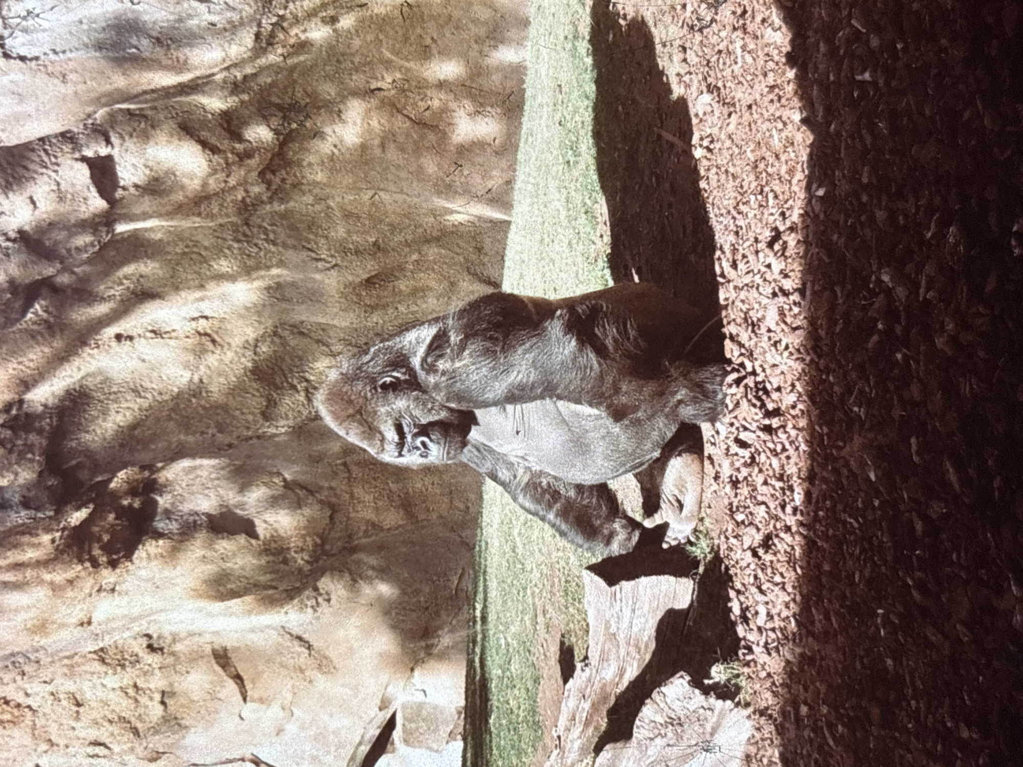 A full-bodied, male gorilla is seated on the ground in an enclosure, facing to the left and looking slightly upwards. The gorilla is dark gray to black in color, with a large, muscular build. Its arms are resting on its thighs. The ground in front of the gorilla is covered in reddish-brown wood chips and shadows. Behind the gorilla, there is a patch of green grass, and further back, a large, rough, rocky wall. The scene appears to be in a zoo or animal sanctuary. The image does not provide any specific information about the city of Orihuela, Spain, or any context that places it there.