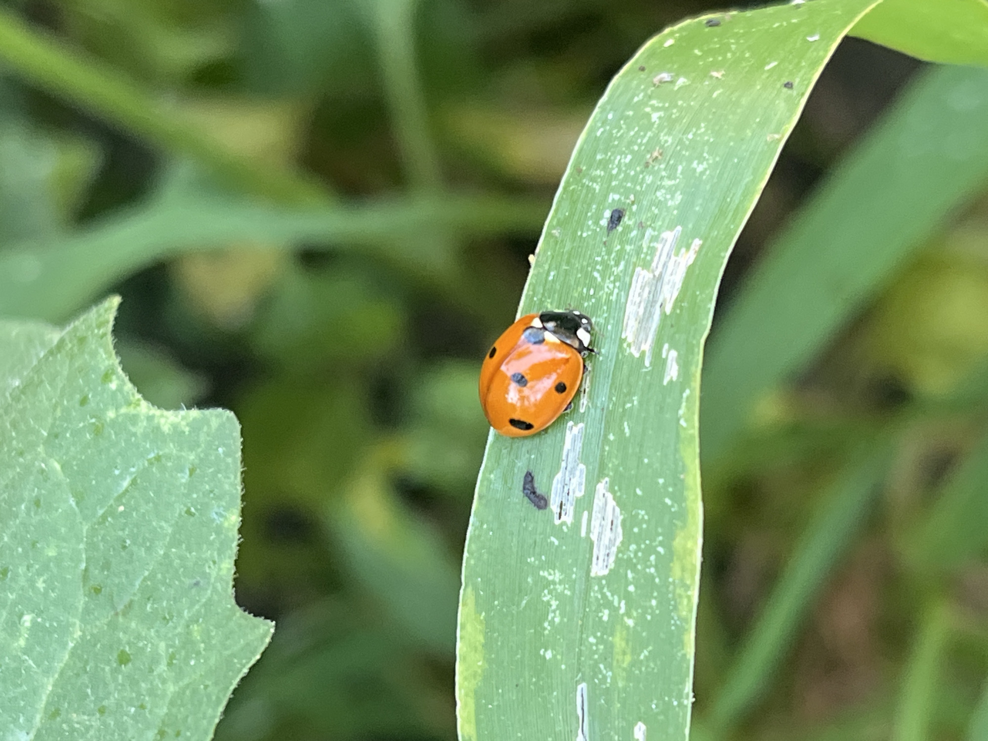 A close-up, eye-level, vertical shot shows an orange ladybug with black spots resting on a bright green blade of grass. The grass blade curves gently upwards from the bottom left corner to the upper right, and its surface has several thin, pale scratches and small white dots. Behind the grass blade, out of focus, is a background of varying shades of green foliage. The lighting is natural, suggesting an outdoor environment. No people are visible, and there are no identifiable landmarks to suggest a specific location within Krasnyye Barrikady, Russia.