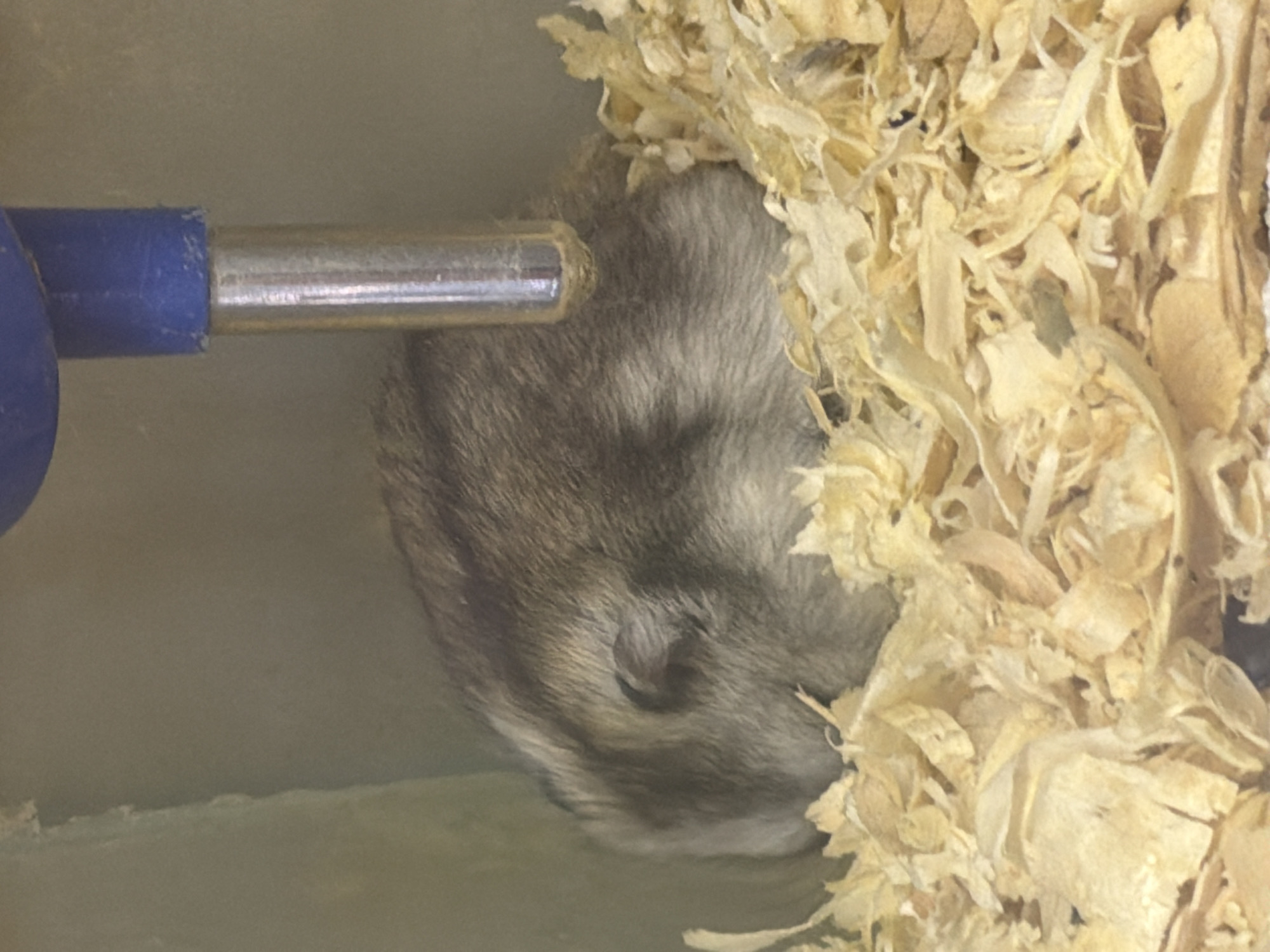 A small, gray and brown hamster is nestled in a bed of wood shavings. The hamster's head is lowered, and it appears to be resting or sleeping. A silver metal tube with a blue plastic cap, likely a water dispenser, protrudes from the top of the frame and is positioned close to the hamster. The background is a neutral, light-colored surface. The scene is enclosed, possibly within a cage or enclosure.