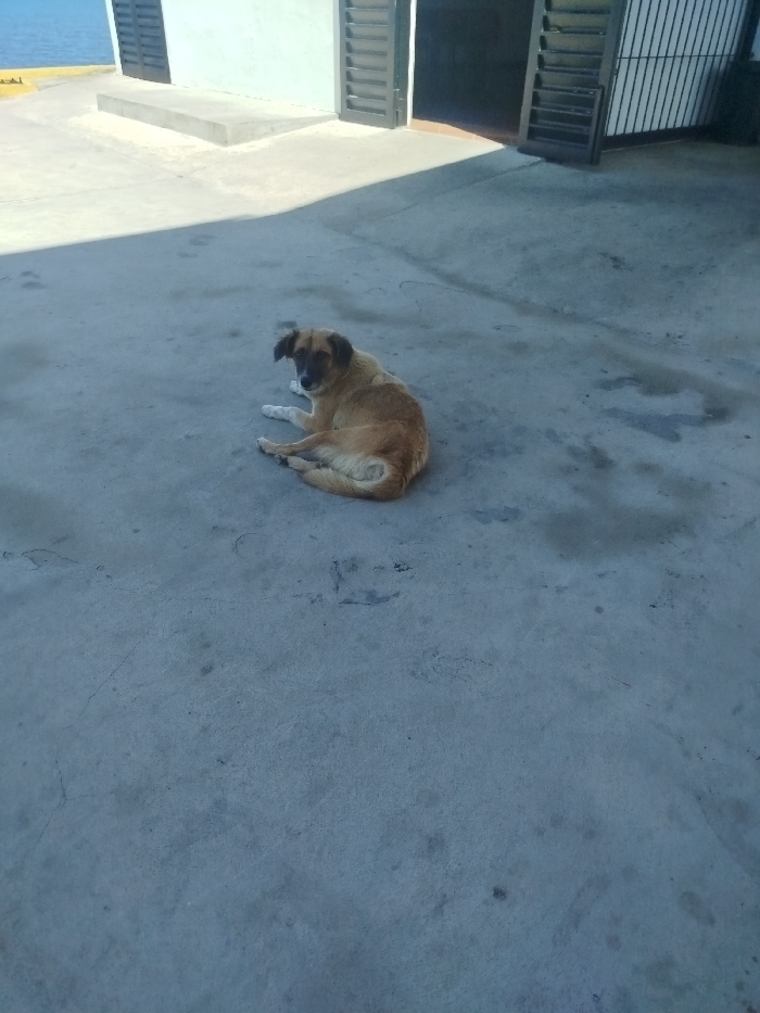 A tan and brown dog rests on a concrete surface. The dog is lying down, looking towards the left of the frame. In the background, there's a light-colored building with closed shutter doors. A glimpse of water is visible in the top left corner. The concrete area occupies most of the image.