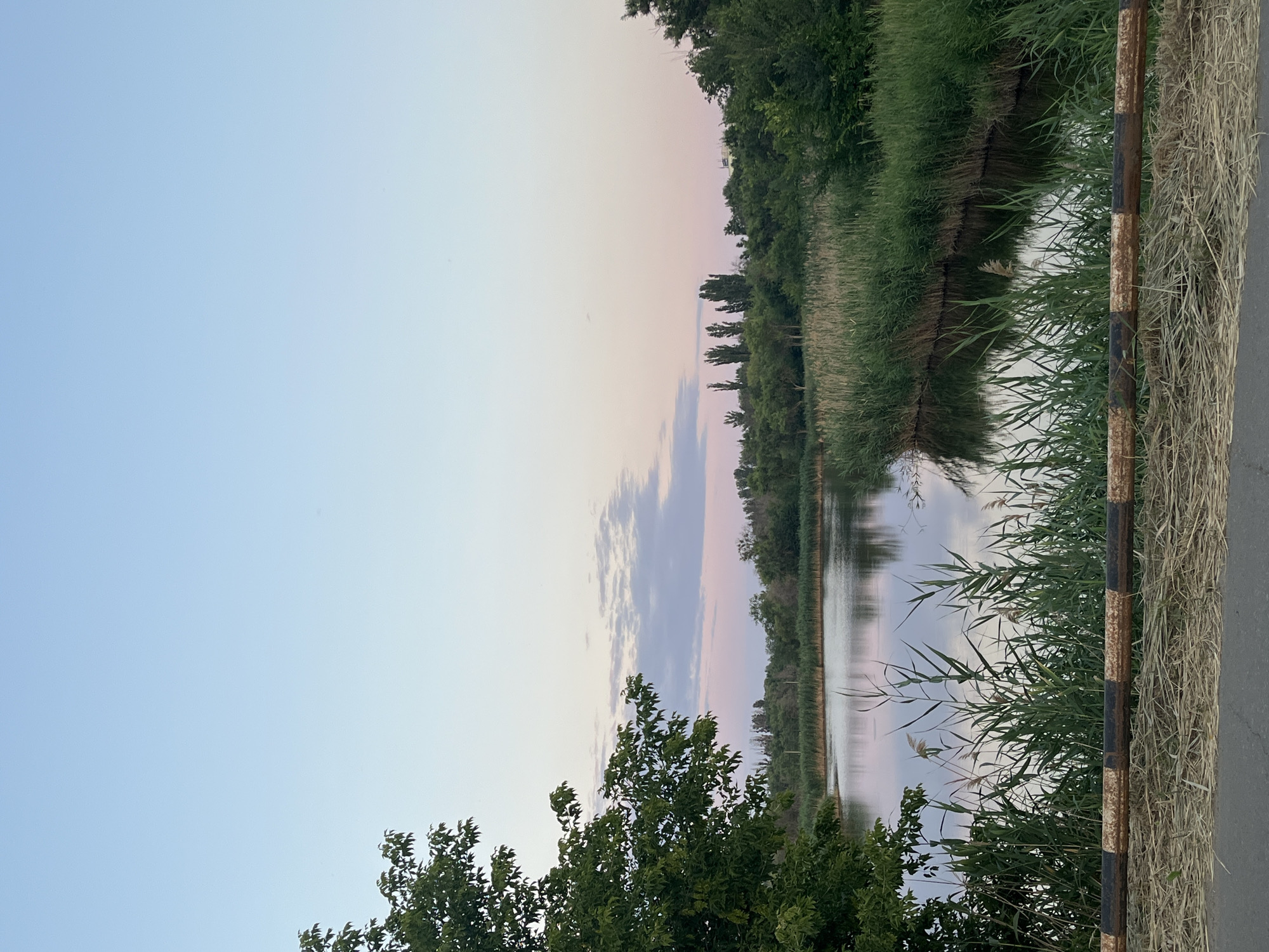 The image depicts a tranquil natural scene overlooking a body of water. The sky is a gradient of pale blue at the top, transitioning to soft pink and lavender hues near the horizon, suggesting either sunrise or sunset. A few wispy clouds are scattered across the upper portion of the sky.
In the foreground, a rusted metal barrier, painted with black and white bands, runs horizontally across the bottom of the frame. Below the barrier, dry grass and fallen reeds lie on the ground, with a paved surface visible at the very bottom.
To the left, a large, leafy green tree partially frames the scene. The main focus is the calm water, reflecting the sky and the surrounding vegetation. The water is bordered by dense reeds and tall grasses, which create a natural edge. Beyond the reeds, a line of trees forms a green backdrop against the horizon. Some of these trees are tall and slender, while others are bushier. The overall impression is one of a peaceful, natural setting, likely a pond or a small lake, situated on the outskirts of a populated area, given the presence of the barrier and the paved ground.