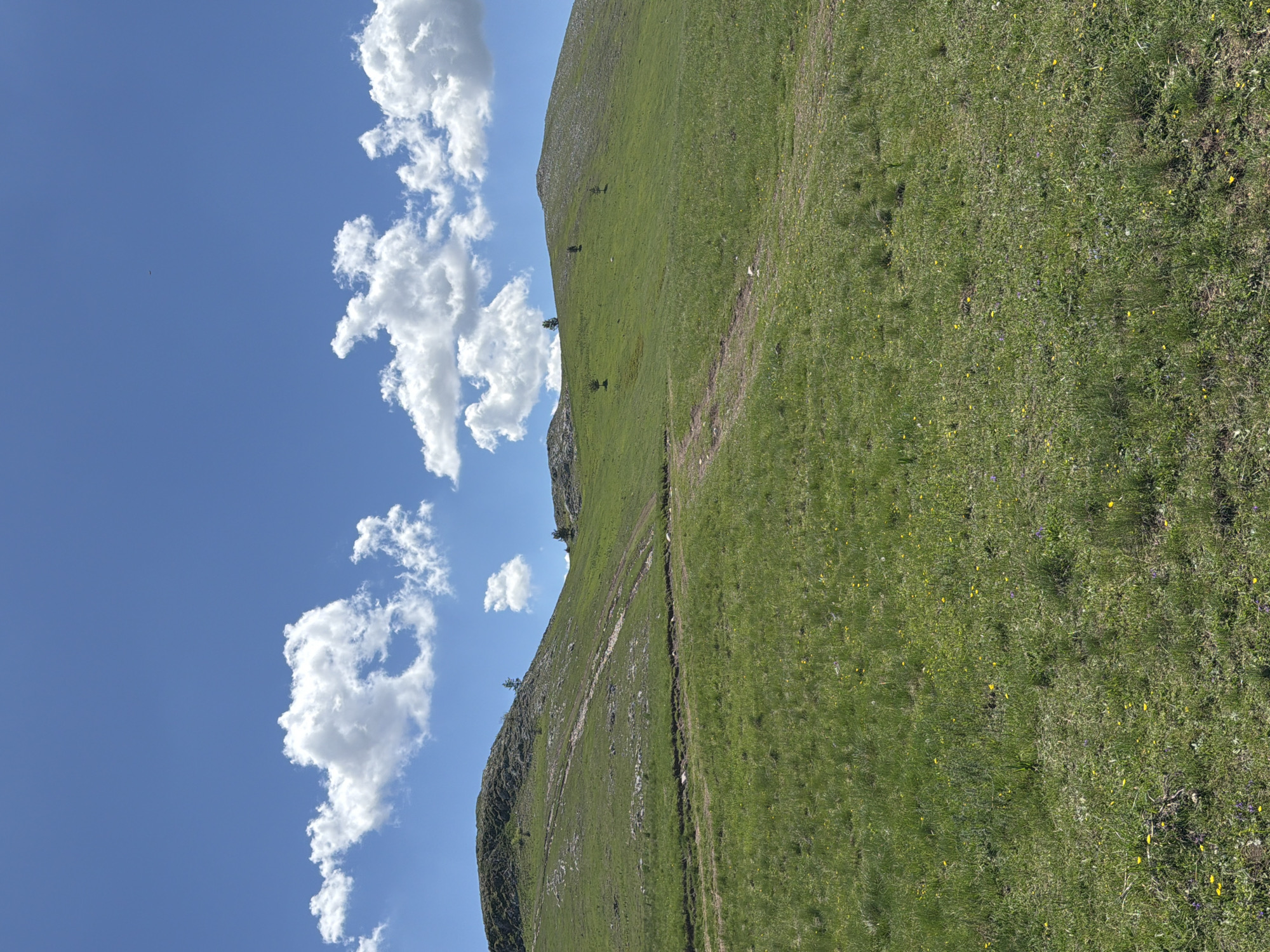 The image shows a grassy mountainside under a blue sky with fluffy white clouds. A dirt path winds up the slope. There are a few scattered trees on the mountain. The location is Novakovići, Montenegro.