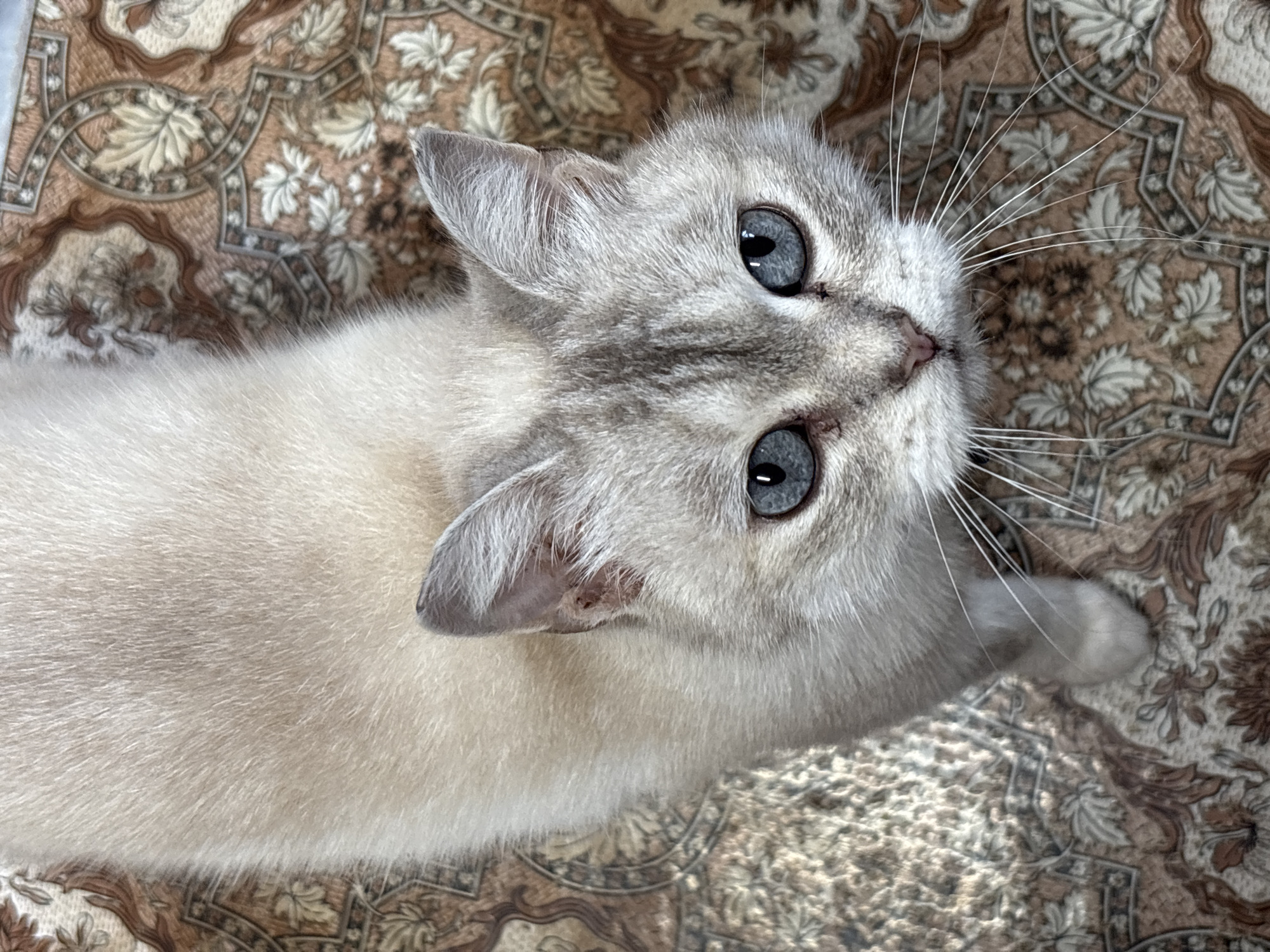 A pale grey cat with bright blue eyes is lying on a patterned brown and beige rug. The cat is positioned with its head near the top center of the frame, looking upwards. Its body extends diagonally towards the lower left. The rug has a complex, repeating floral and geometric pattern. There is no indication of location within the city of Lukintsy, Russia or any other location.