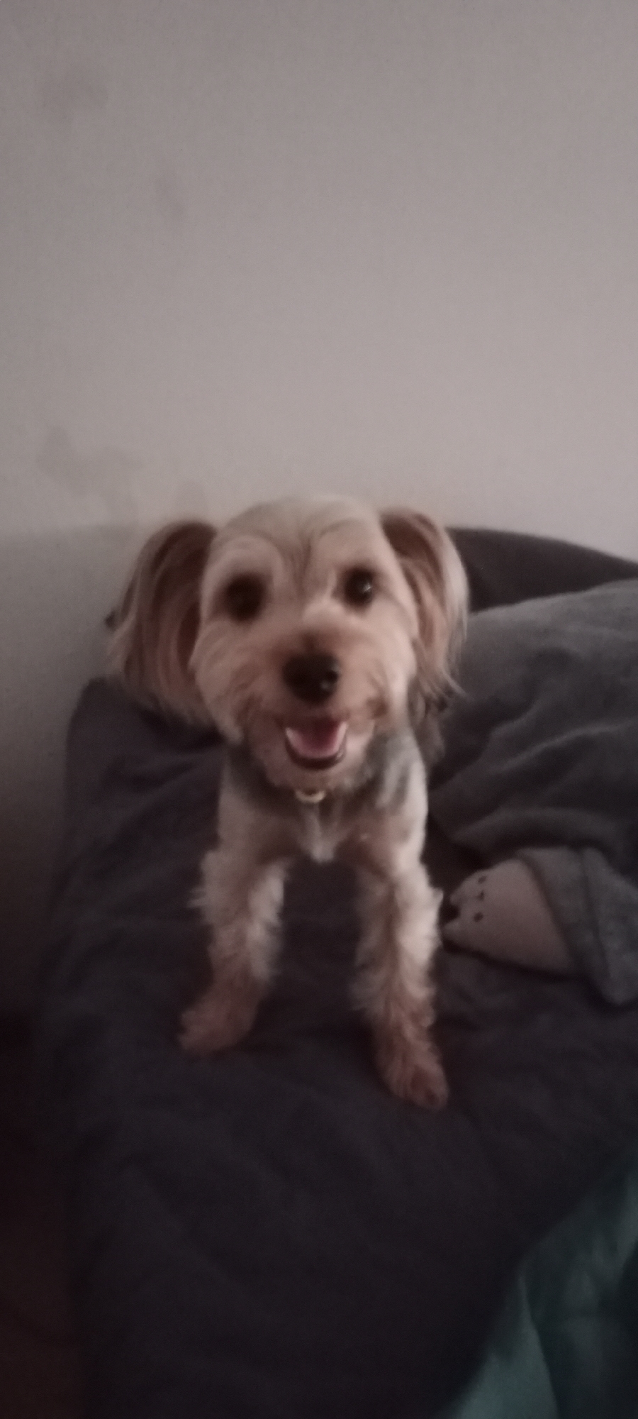 A tan-colored Yorkshire Terrier sits on a dark gray blanket, looking at the camera with its mouth open and tongue visible. The dog's ears are floppy, and it has dark eyes. The background is a plain, light-colored wall, with some shadowy marks. The image is taken indoors in the city of Galapagar, Spain.