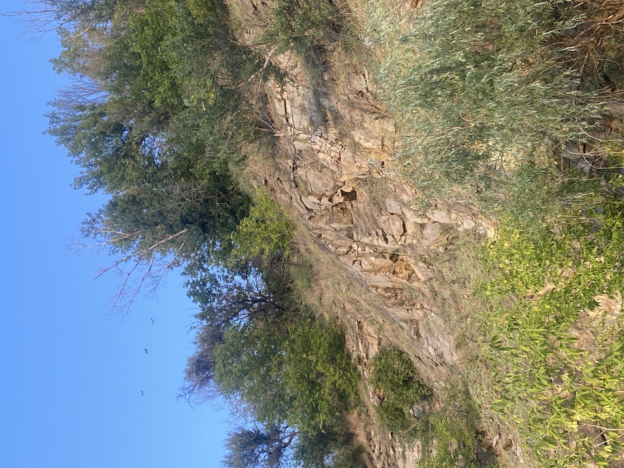 The image shows a steep, rocky embankment with vegetation and a clear blue sky. In the sky, three small birds are visible flying in a loose formation. The embankment is composed of layered rocks with patches of dry grass and small shrubs. Several trees with green foliage are growing on the upper part of the embankment, with some bare branches also visible. In the foreground, denser green foliage from trees or bushes obscures the lower part of the embankment. The lighting suggests it is daytime, possibly morning or late afternoon, with the sun casting shadows on the rocks. The location is described as being in the city of Dnipro, Ukraine.