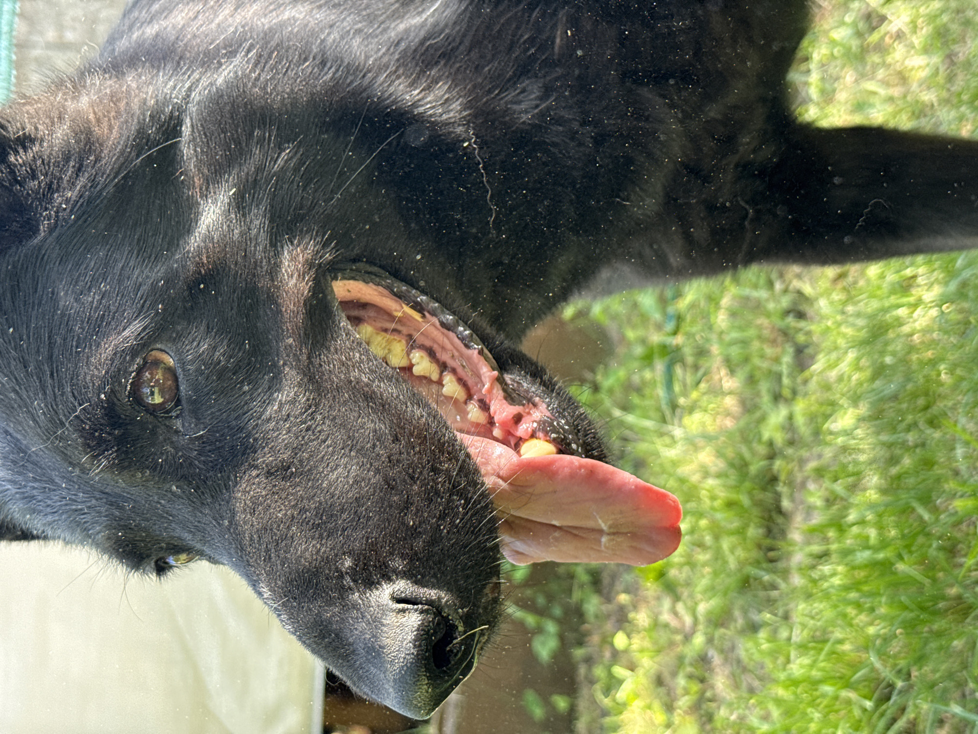 A close-up, low-angle shot shows the head and upper body of a black dog panting outdoors. The dog's mouth is open, its pink tongue lolling out, and its yellowed teeth are visible. The dog's dark fur is dusted with what appears to be pollen or dirt. The background is a blur of green grass and a pale, out-of-focus structure. The lighting is bright, suggesting a sunny day.