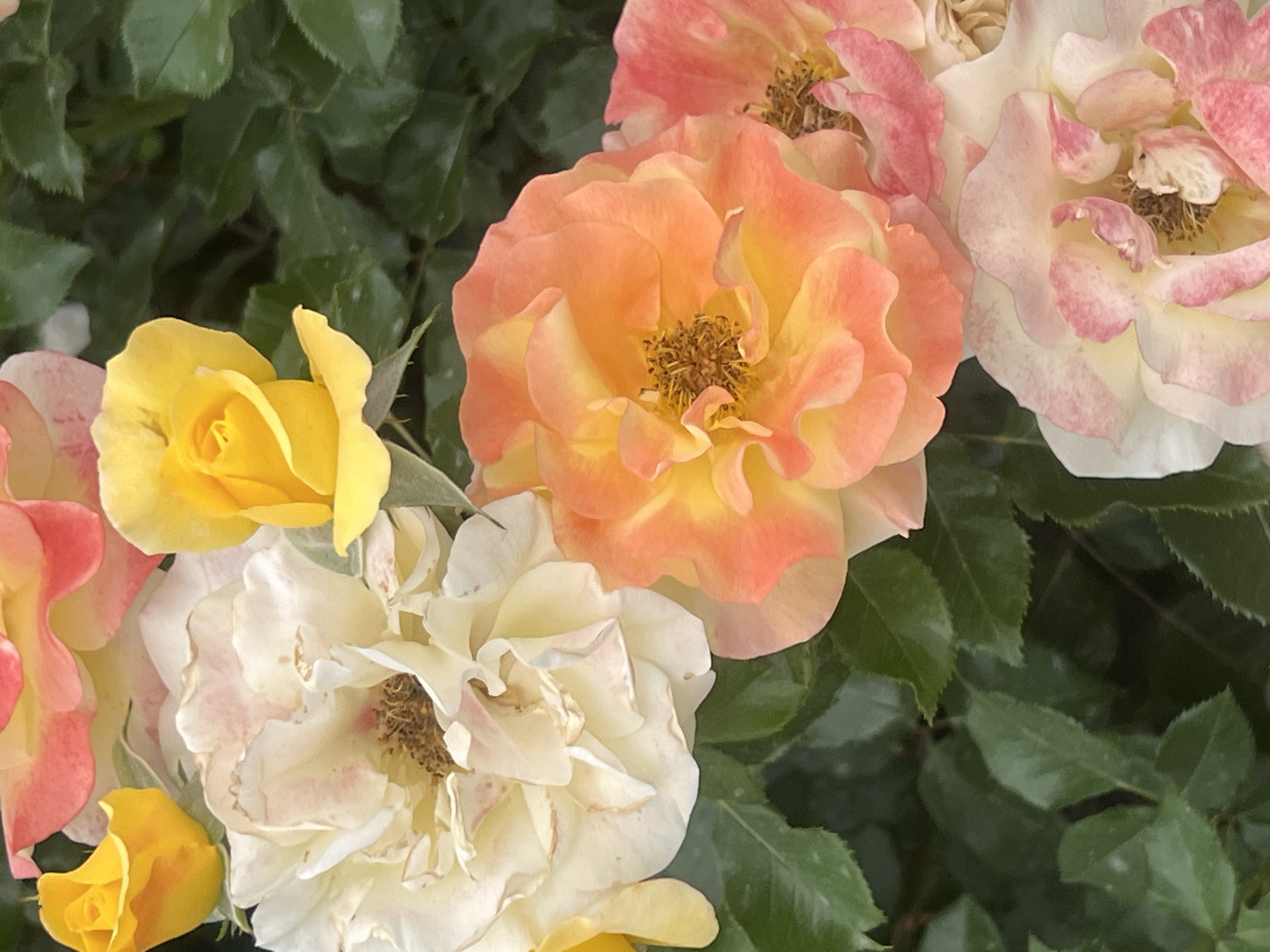 A close-up, overhead shot features a cluster of roses in various stages of bloom, set against a backdrop of dark green leaves. The dominant roses are a vibrant orange-yellow and a soft creamy white, with hints of pink on their petals. Smaller, more tightly furled buds of bright yellow and pink are also visible. The flowers appear to be in a garden setting. No specific location in Augsburg, Germany, can be identified from the image.