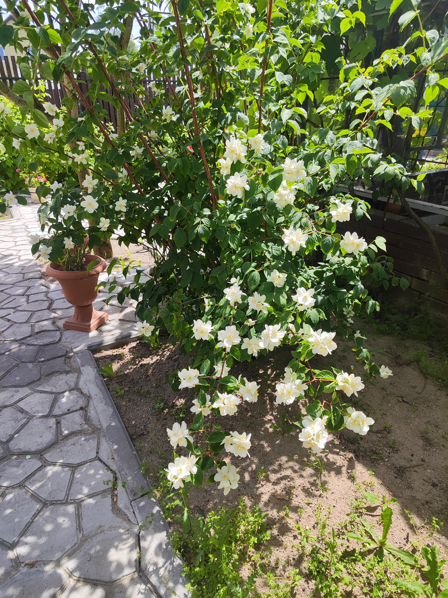 This is a bright, daytime outdoor photograph taken in Gvardeysk, Russia. The primary subject is a large, blooming jasmine bush with numerous white flowers and lush green leaves. The bush is situated in a garden bed next to a paved walkway. The walkway is made of large, irregular grey flagstones, and a small crack is visible in the edge of the walkway. Beside the walkway, a decorative brown planter on a pedestal contains a smaller potted plant. In the background, a wooden fence and more greenery suggest a residential or garden setting. The lighting indicates a sunny day, casting dappled shadows from the foliage onto the walkway and ground. The overall mood is serene and natural, highlighting the beauty of the blooming jasmine in a garden environment. There is no visible text in the image.