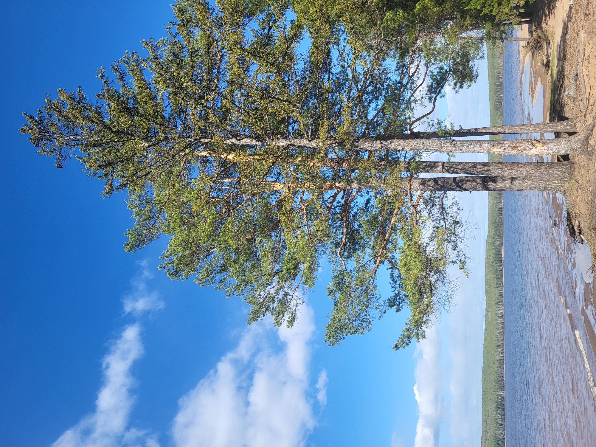 The image shows a view from the shore of a body of water, likely a lake or large river, with a line of trees along the edge. The sky is bright blue with scattered white clouds. A group of three pine trees is prominent in the foreground, their branches reaching towards the sky. The location is likely near Chaikovsky, Russia, given the presence of pine trees and the landscape, indicative of a boreal forest environment. The scene appears peaceful, capturing a natural landscape with clear sky and water. There are no people visible in the frame.