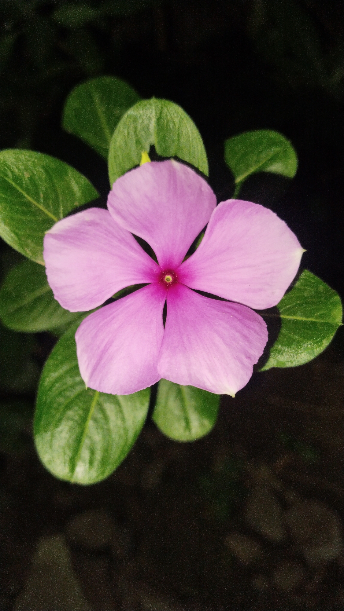 A close-up, top-down shot captures a delicate, five-petaled light pink flower with a dark pink and yellow center. The flower is surrounded by several vibrant green leaves. The background is a dark, out-of-focus blur, suggesting the photo was taken at night or in low light conditions, possibly in a garden or natural setting. The image has a grainy texture, and the lighting creates a subtle glow around the flower petals.
