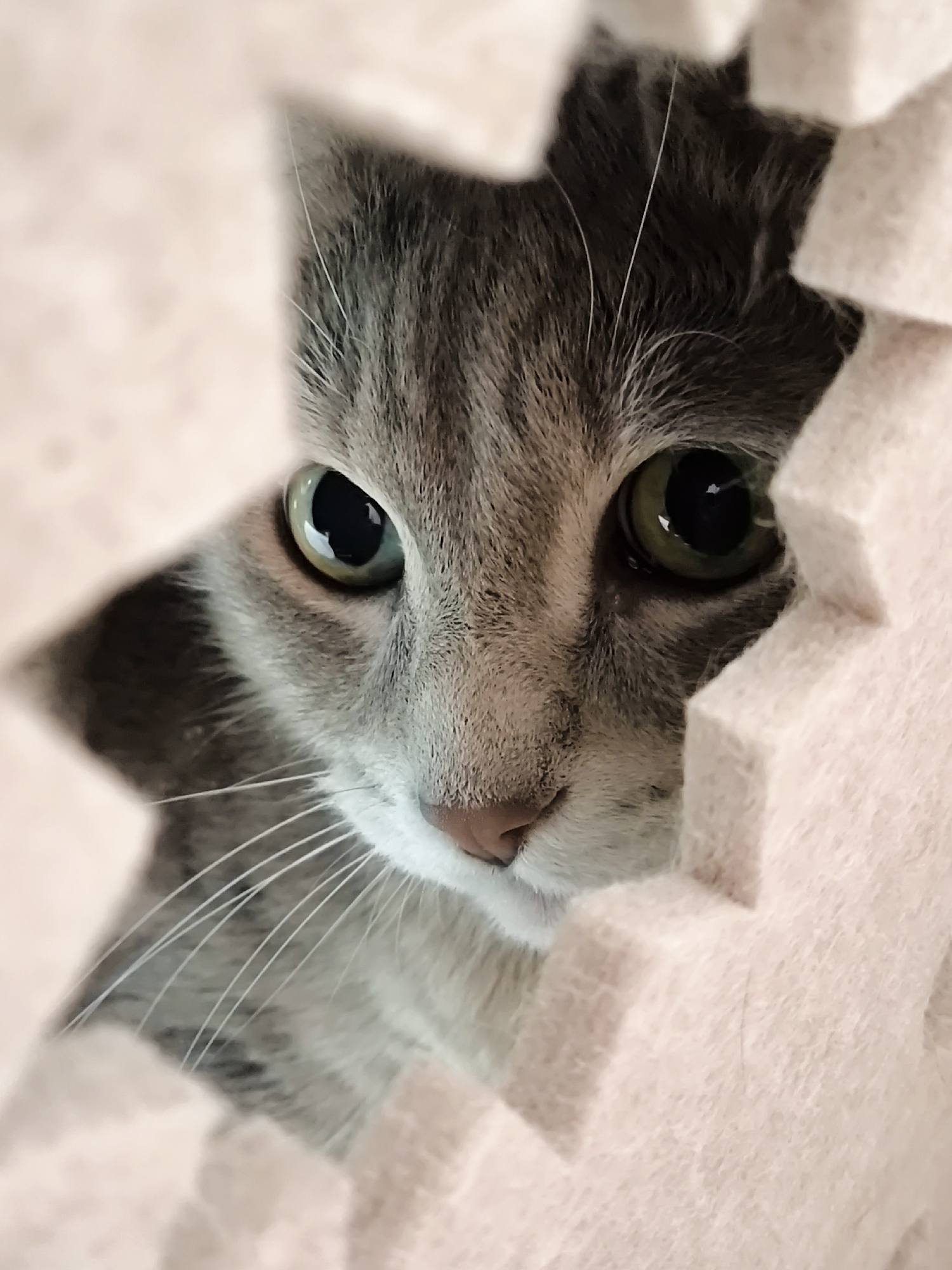 A close-up, eye-level, vertical shot captures the face of a tabby cat peeking through a torn opening in a textured, light pink material. The cat's head is angled slightly to the left, with its eyes looking directly at the camera. The left eye, which is closer to the viewer, is a bright green with a black pupil. The right eye, partially obscured by the pink material, is also green with a black pupil. The cat's nose is a light pink color, and its white whiskers are long and spread out. The fur is a mix of grey and black stripes. The background is blurred and appears to be the same light pink material, with soft folds and shadows. The opening in the material forms a rough diamond shape, framing the cat's face.