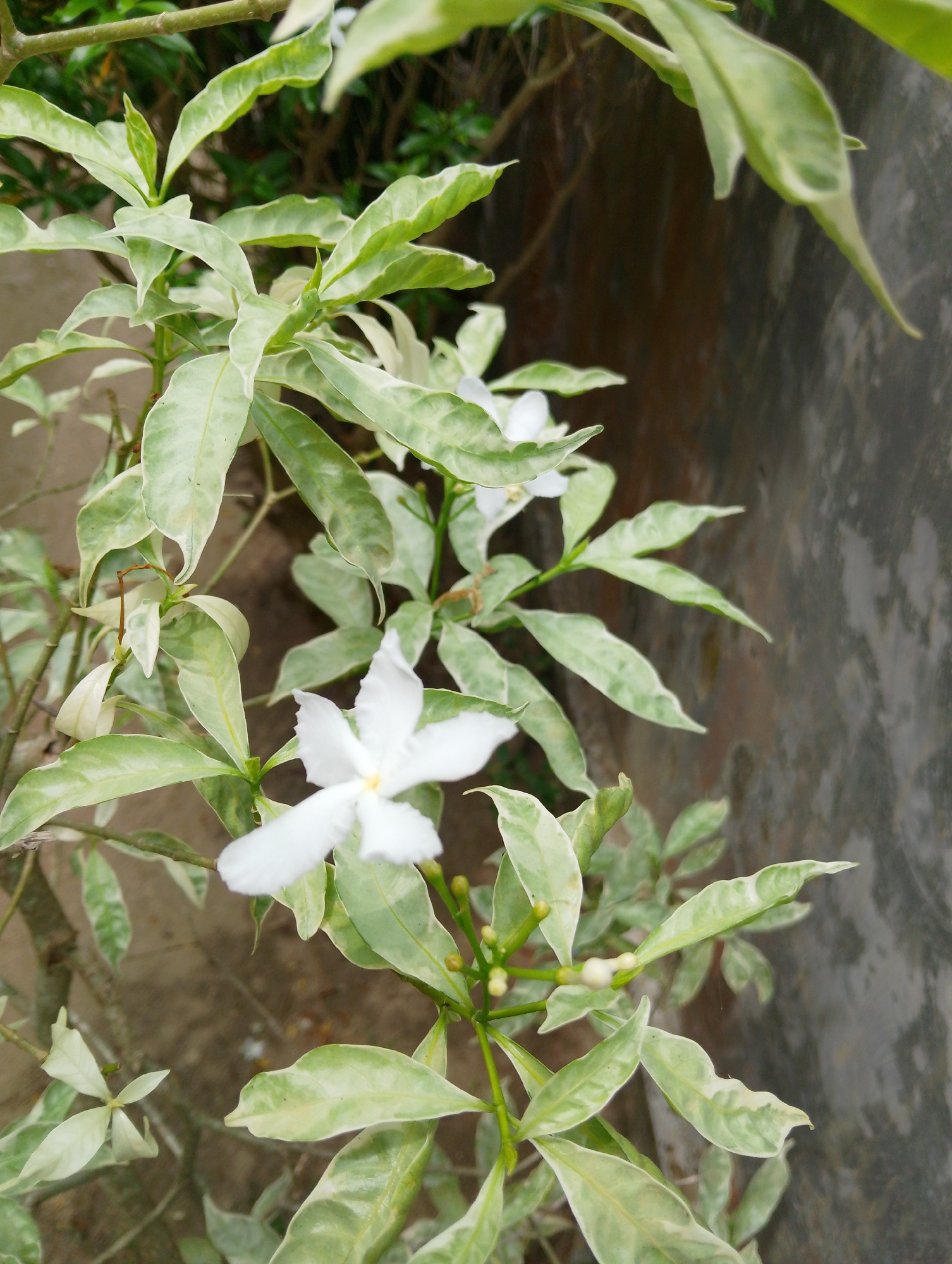 A close-up, vertical-oriented, eye-level shot features a plant with variegated leaves, green and cream-colored, and delicate white flowers with five petals and a yellow center. The plant is positioned in the foreground, with a blurred background of muted earth tones and a rough, gray concrete wall. The lighting is natural and appears to be overcast, casting soft shadows. The scene is outdoors, likely in a garden or yard. There are no people or animals present. The composition highlights the intricate details of the plant's foliage and blossoms. The location is specified as Mesjidbluek, Indonesia.