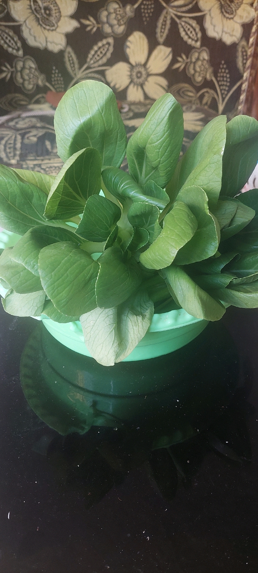 A close-up, overhead shot shows a cluster of fresh, green bok choy leaves nestled in a light green plastic bowl. The leaves are vibrant and some have light green veins. The bowl sits on a reflective, dark surface, possibly a table, with a blurred background featuring a floral patterned fabric. The lighting creates shadows on the leaves and the surface below, suggesting an indoor setting in Lumajang, Indonesia, possibly in a kitchen or dining area.