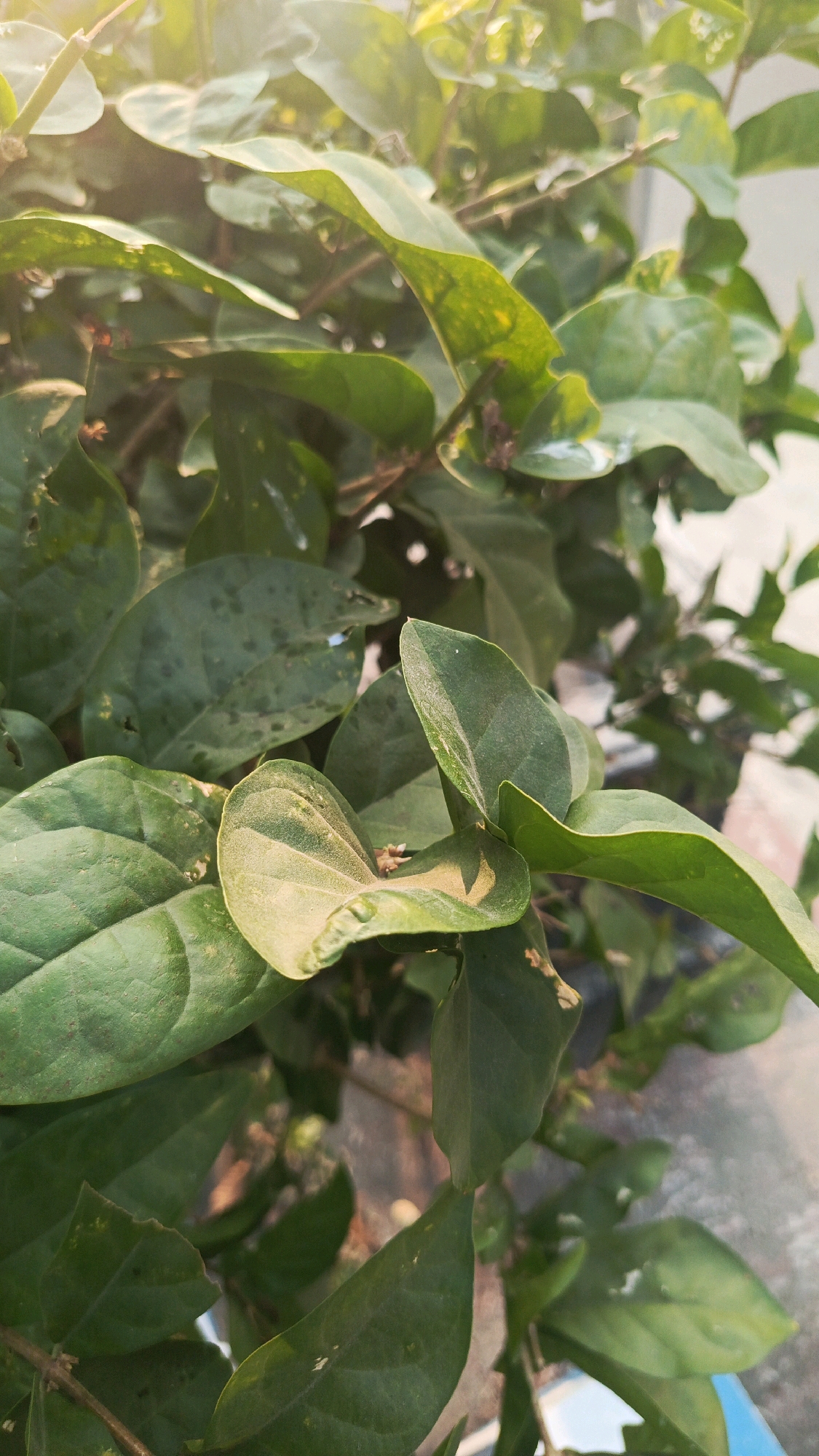The image shows a close-up of green foliage with sunlight filtering through the leaves. The leaves appear to be from a plant with a woody stem, and some are slightly dusty. The background is blurred, but suggests an outdoor setting with a light-colored wall or structure and possibly some paving. There are no people or animals visible in the image. The specific location in Kertosari, Indonesia is not evident from the visual information in the image.