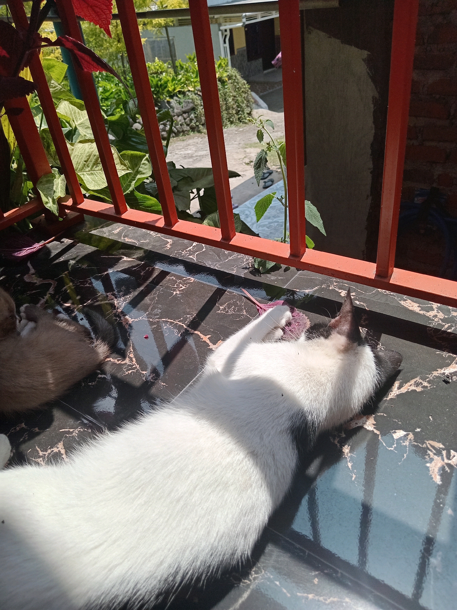 Two cats are resting on a dark, marbled surface in Claket, Indonesia. A white cat with black markings is lying on its side in the foreground, with its tail extending towards the right and its paws tucked beneath it. A light brown, fluffy cat is partially visible on the left, curled up and appearing to be asleep. Sunlight casts shadows of red metal bars across the cats and the surface they are on. Behind the bars, lush green foliage and a glimpse of a building are visible, suggesting an outdoor or semi-outdoor setting. The environment appears to be a residential area with a focus on natural elements and domestic animals.