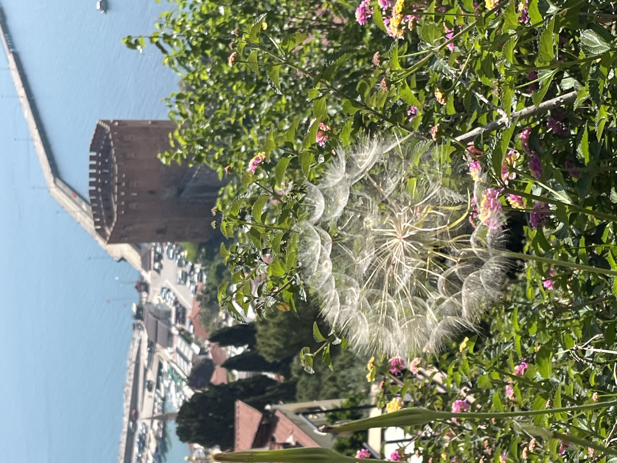 The image depicts a view of Alanya, Turkey, specifically the Red Tower (Kızıl Kule) and the pier. The scene is observed through foliage, which includes flowers and a large dandelion seed head. The Red Tower is brick and cylindrical. A long pier extends into the sea beyond the tower. Below the tower and pier, there are buildings and parked vehicles. The sea is visible.