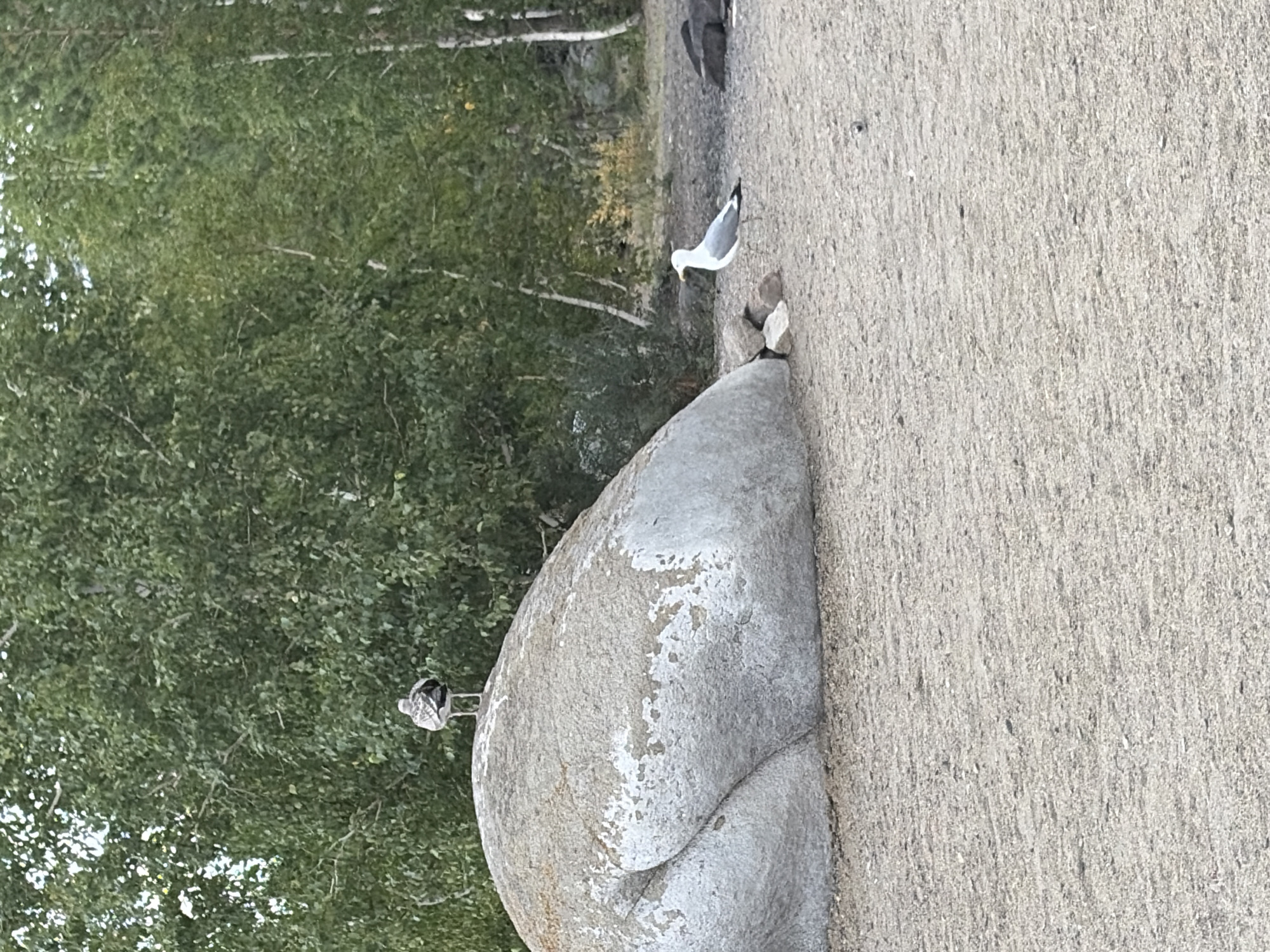 The image shows an outdoor scene with two seagulls and a large boulder. One seagull is perched on top of the boulder, facing away from the camera. The other seagull is standing on the sandy ground to the right of the boulder, facing left. Behind the boulder and seagulls, there are trees with green foliage. The ground appears to be sandy or gravelly. The sky is not visible in the frame.